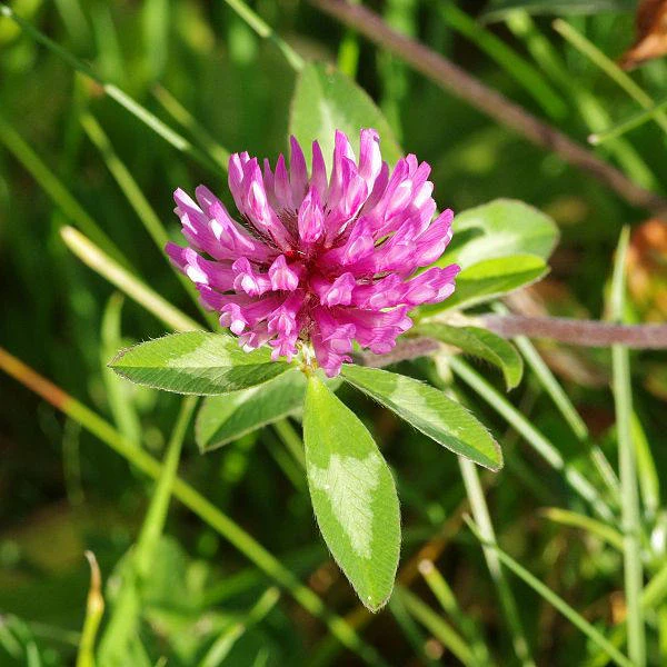 1500 RED CLOVER Monarchs Trifolium Pratense Rose Mauve Flower Ground Cover Seeds - Image 4