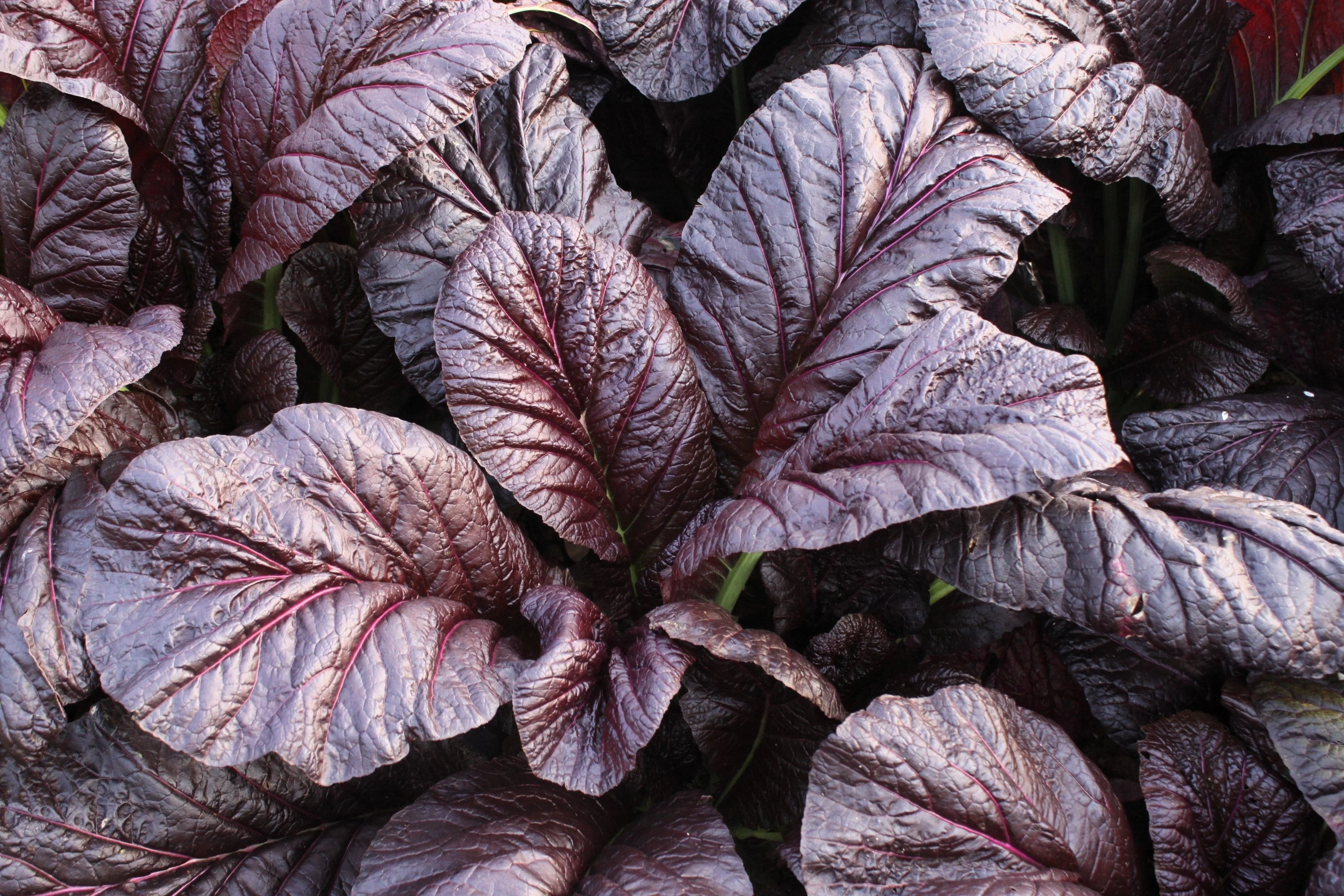 1500 RED GIANT MUSTARD Ornamental Japanese Greens Herb Vegetable Brassica Seeds - Image 2