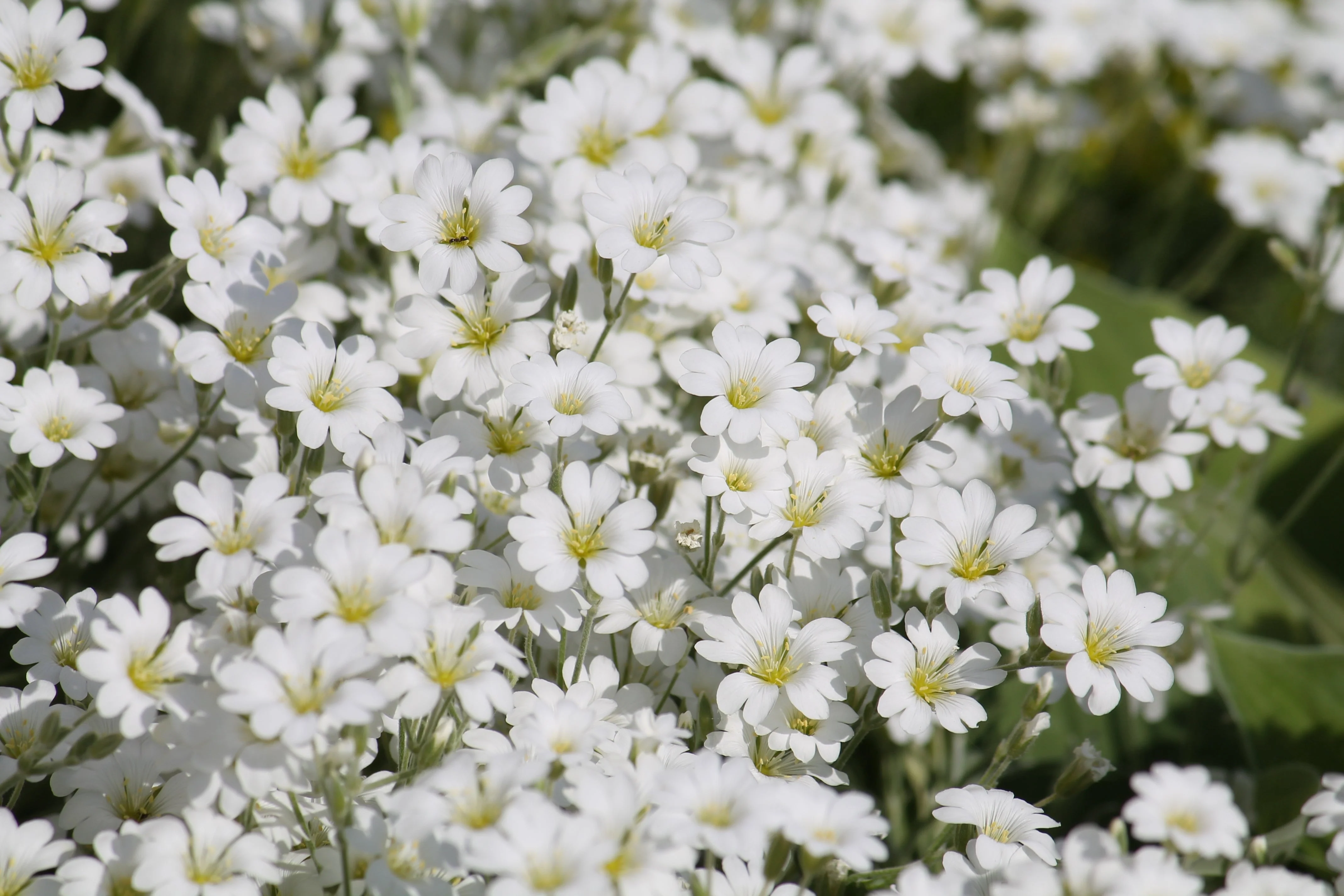1500 SNOW IN SUMMER (Chickweed) Cerastium Biebersteinii Flower Seeds - Image 3