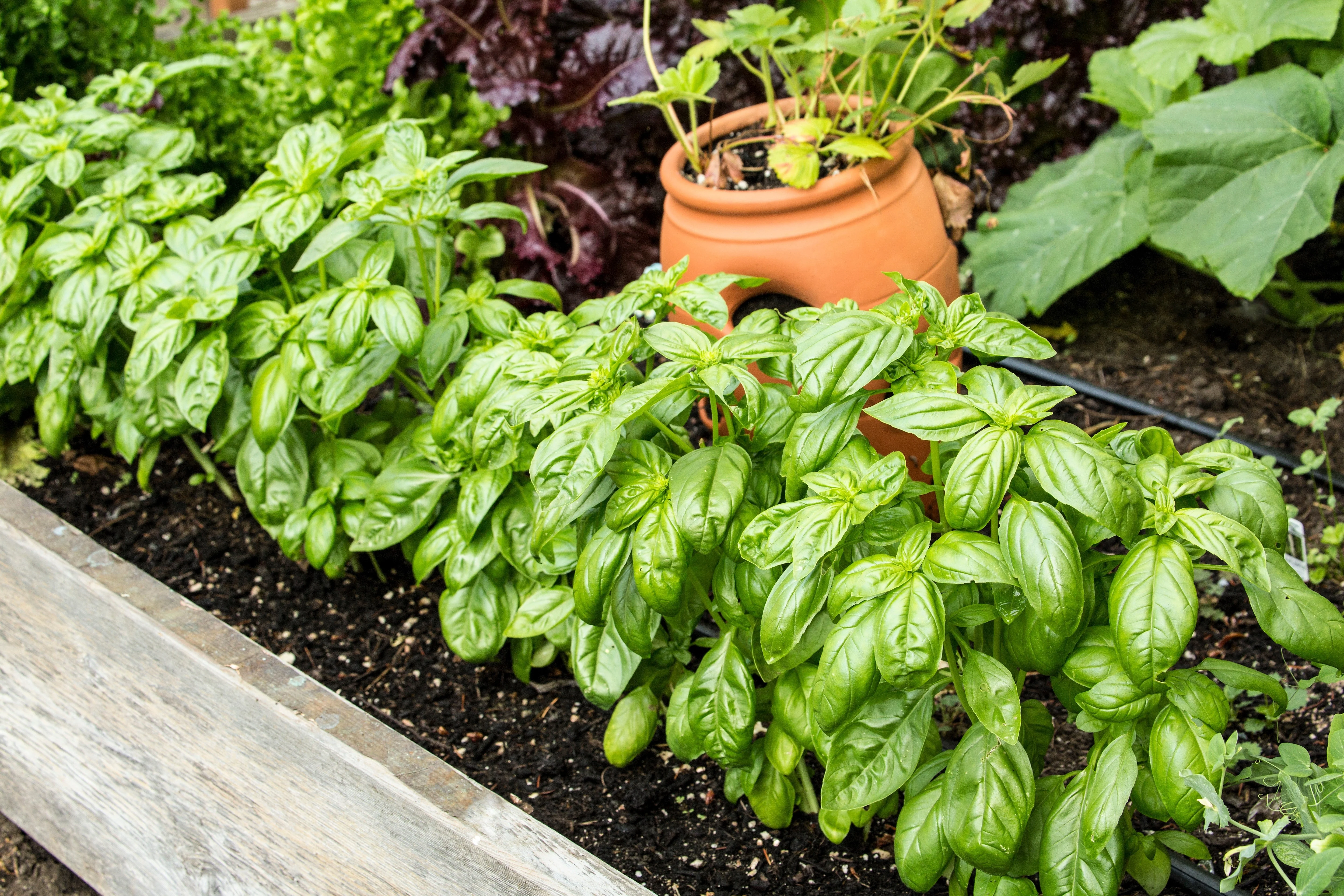1500 SWEET BASIL Ocimum Basilicum Herb White Flower Seeds - Image 3
