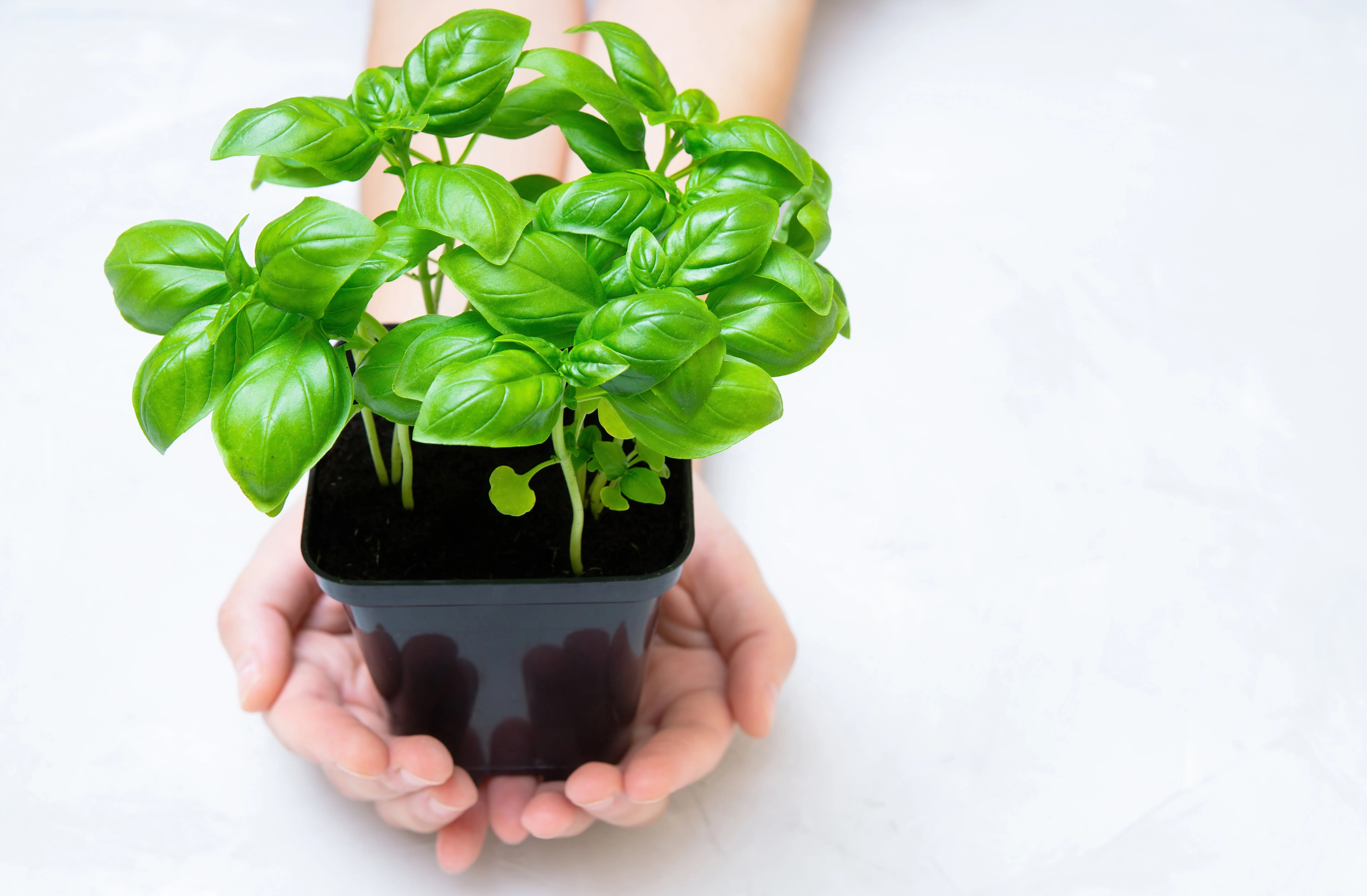 1500 SWEET BASIL Ocimum Basilicum Herb White Flower Seeds - Image 6