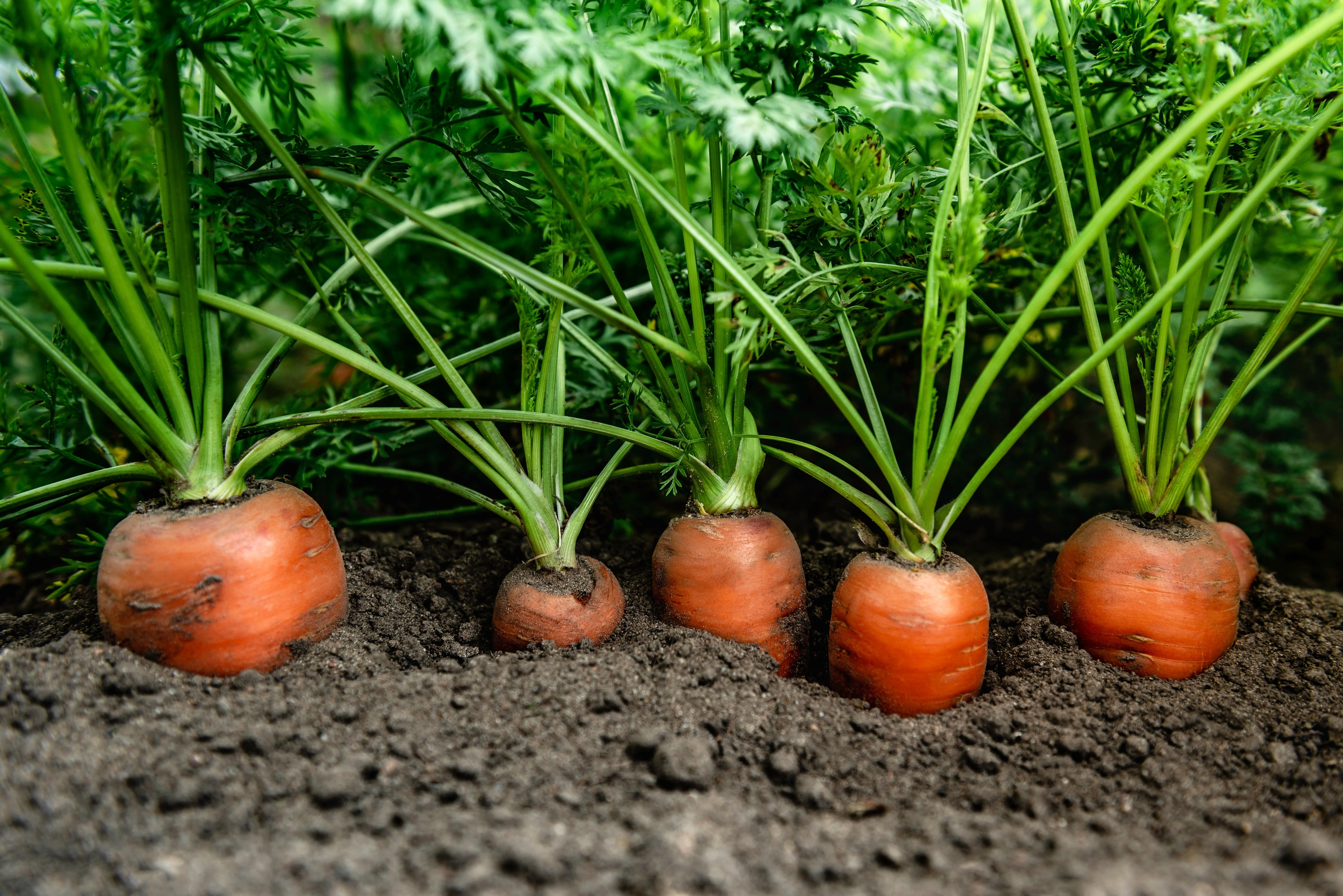 1500 TENDERSWEET CARROT Deep Orange Red Daucus Carota Vegetable Seeds - Image 3
