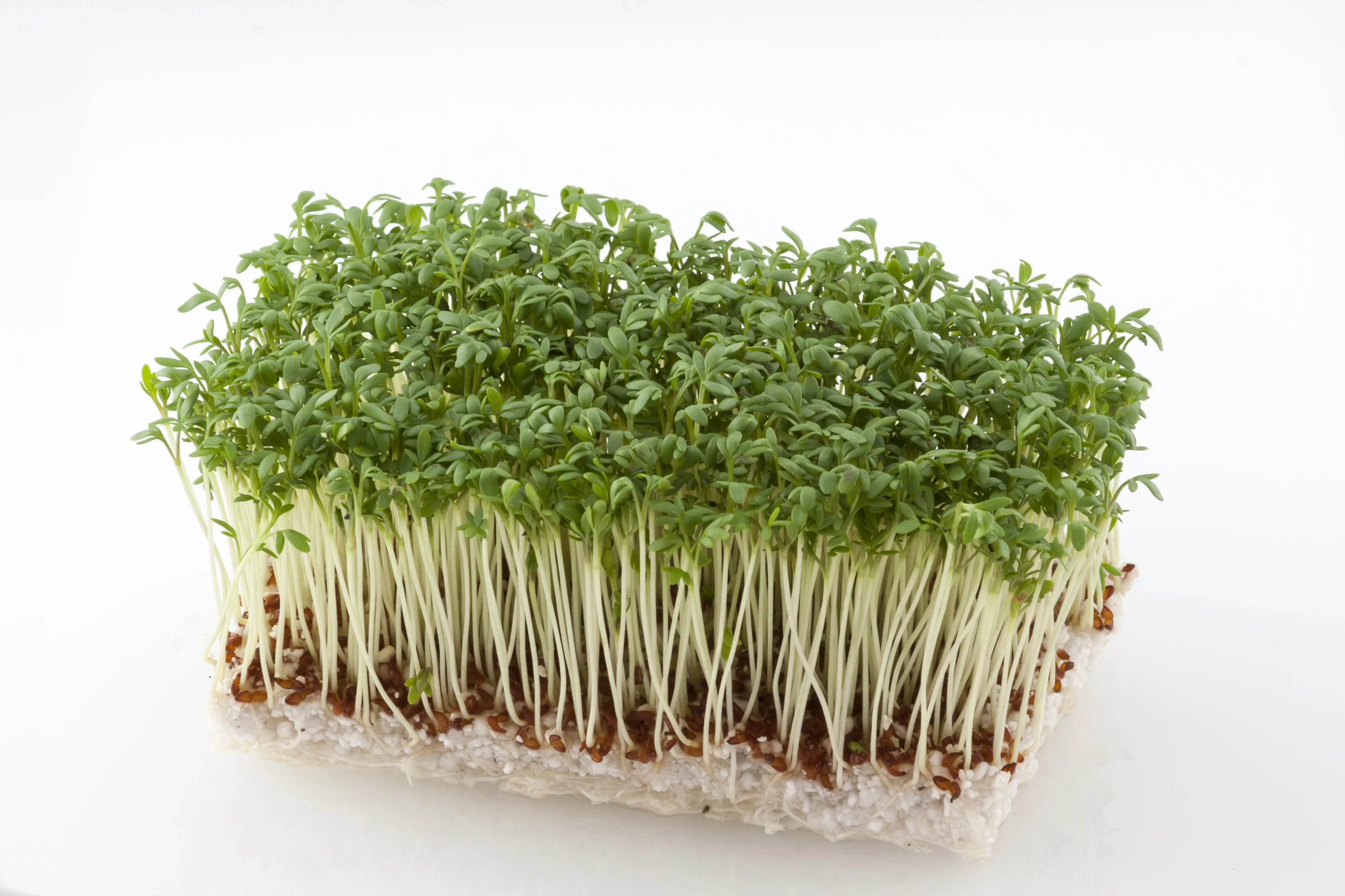 1500 UPLAND CRESS American Land Cress Barbarea Verna Creasy Vegetable Herb Seeds - Image 2