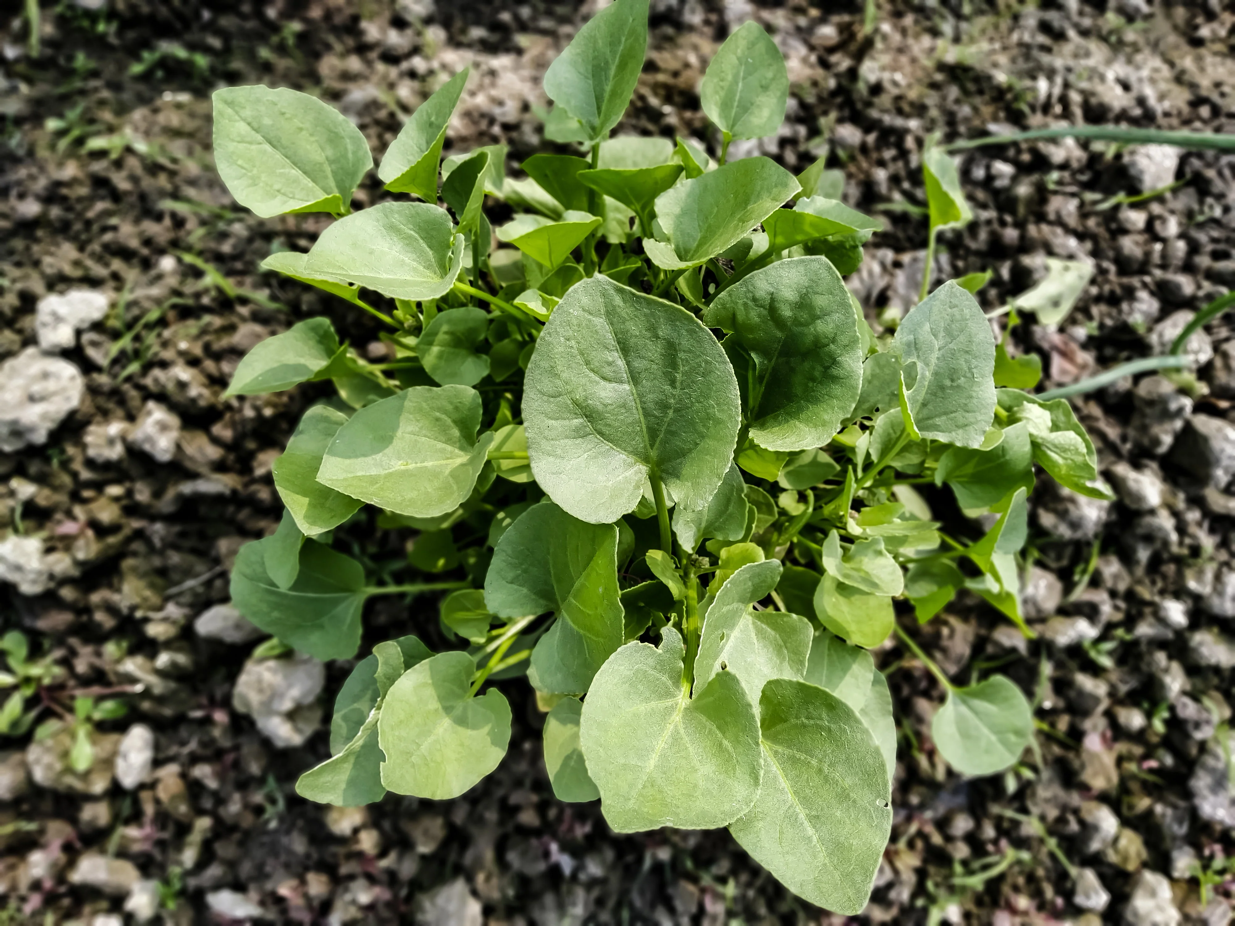1500 UPLAND CRESS American Land Cress Barbarea Verna Creasy Vegetable Herb Seeds - Image 4