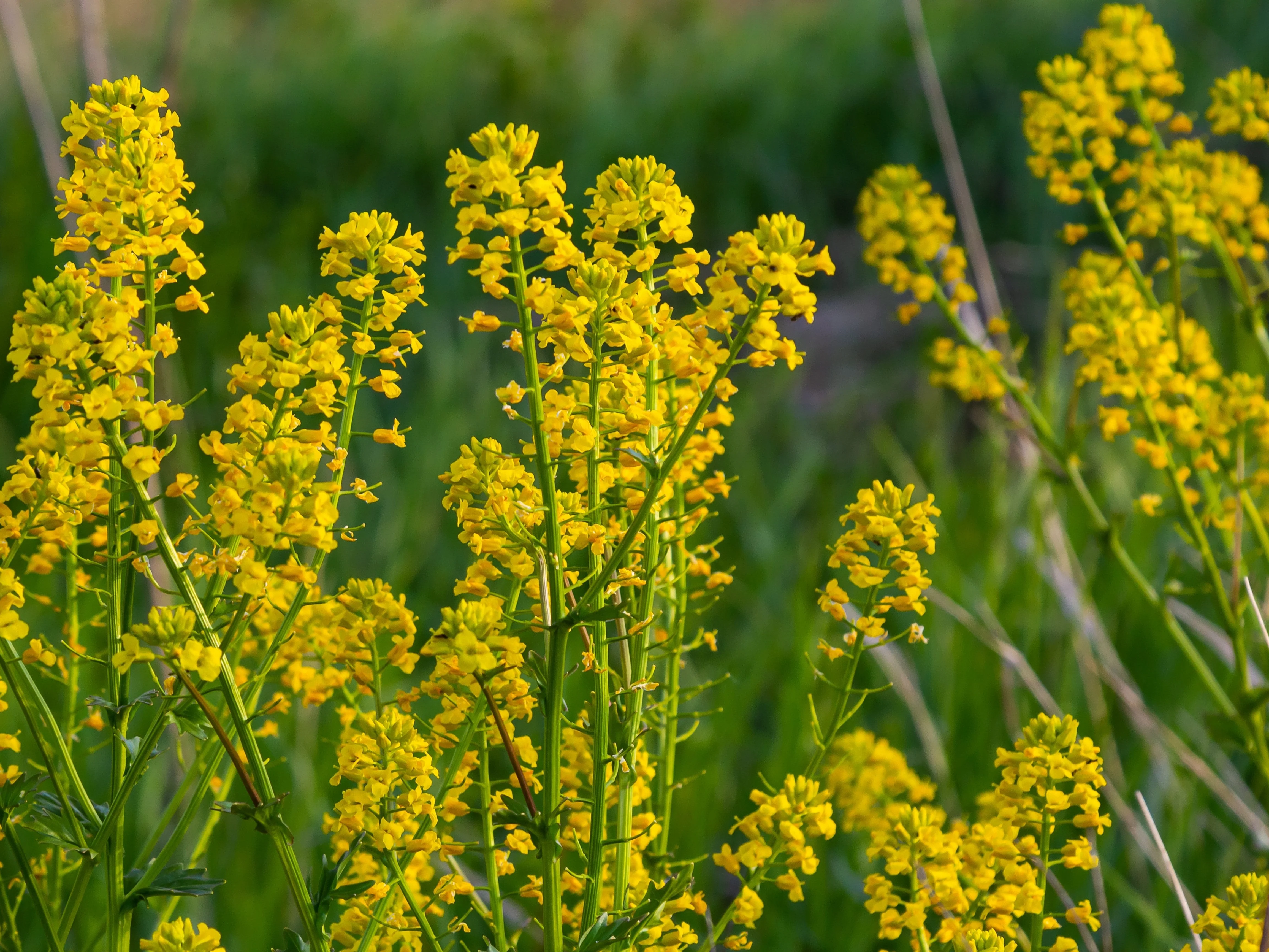 1500 UPLAND CRESS American Land Cress Barbarea Verna Creasy Vegetable Herb Seeds - Image 5