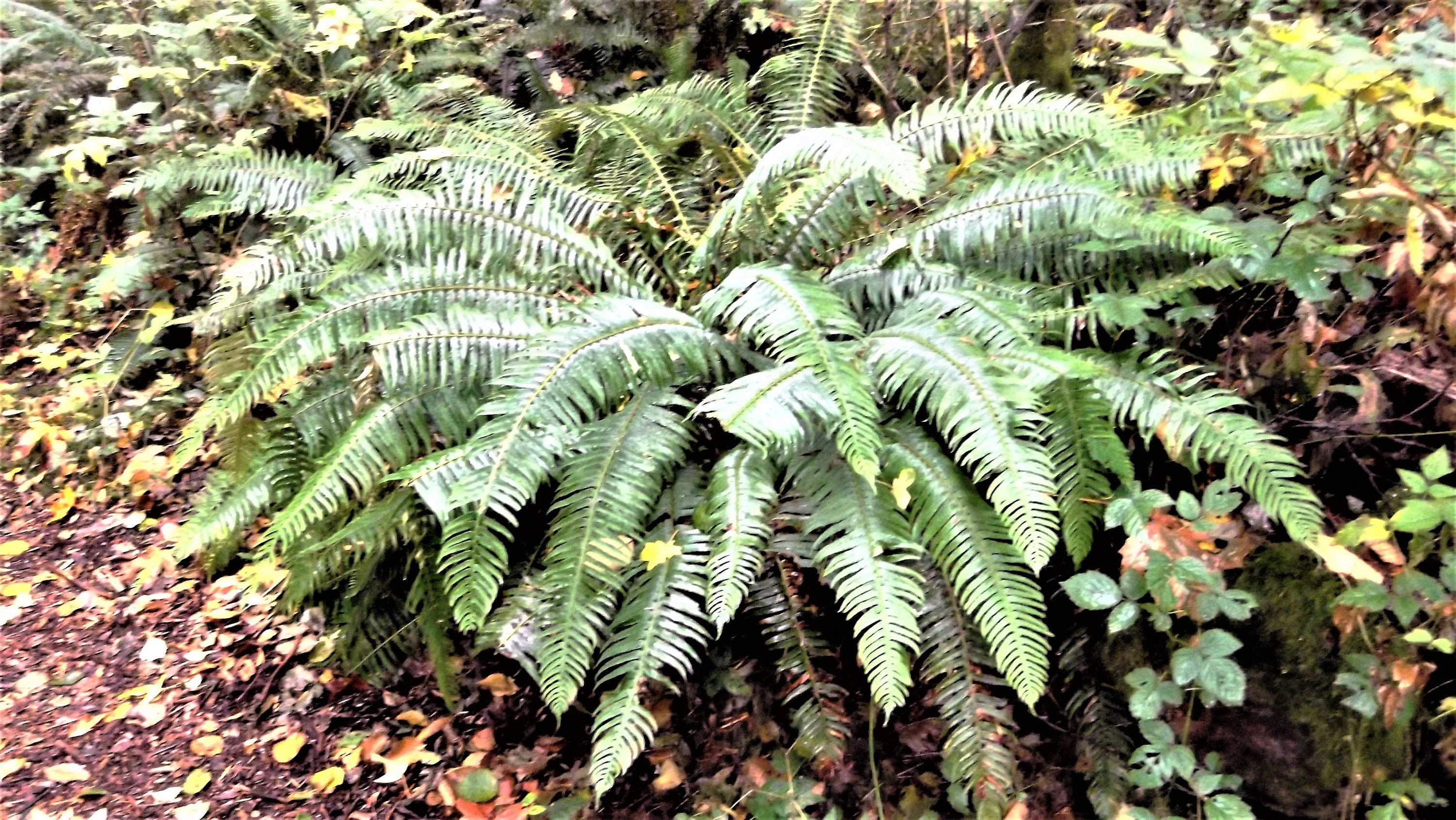 1500 Western SWORD FERN Giant Holly Swordfern Polystichum Munitum Aspidium Solitarium Spores Seeds - Image 6