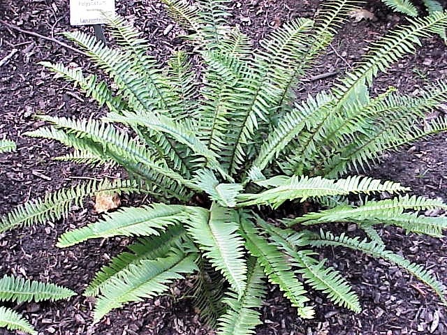 1500 Western SWORD FERN Giant Holly Swordfern Polystichum Munitum Aspidium Solitarium Spores Seeds - Image 8