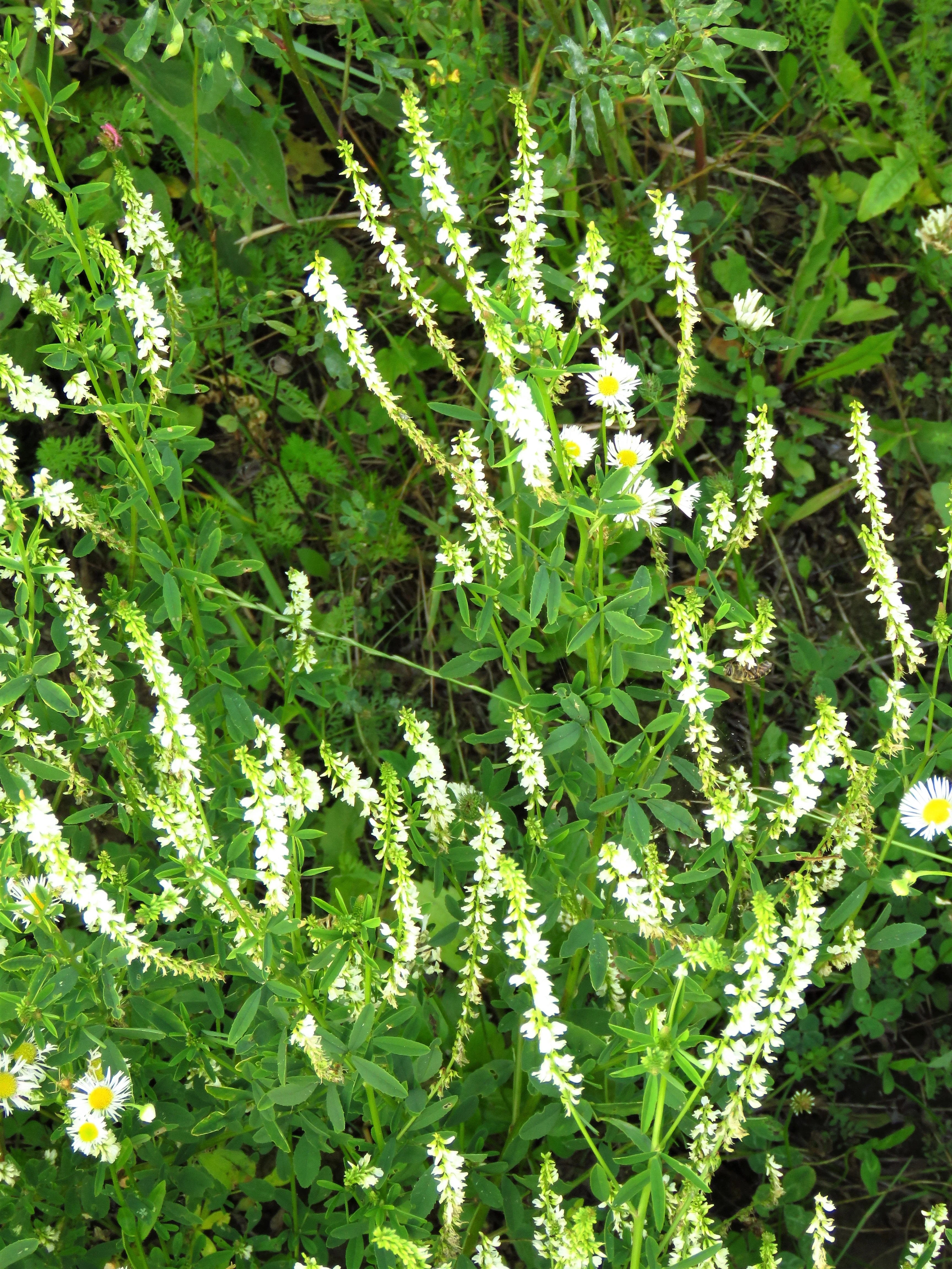 1500 WHITE Blossom SWEET CLOVER Melilotus Officinalis Alba Albus Sweetclover Honey Clover Flower Seeds - Image 3