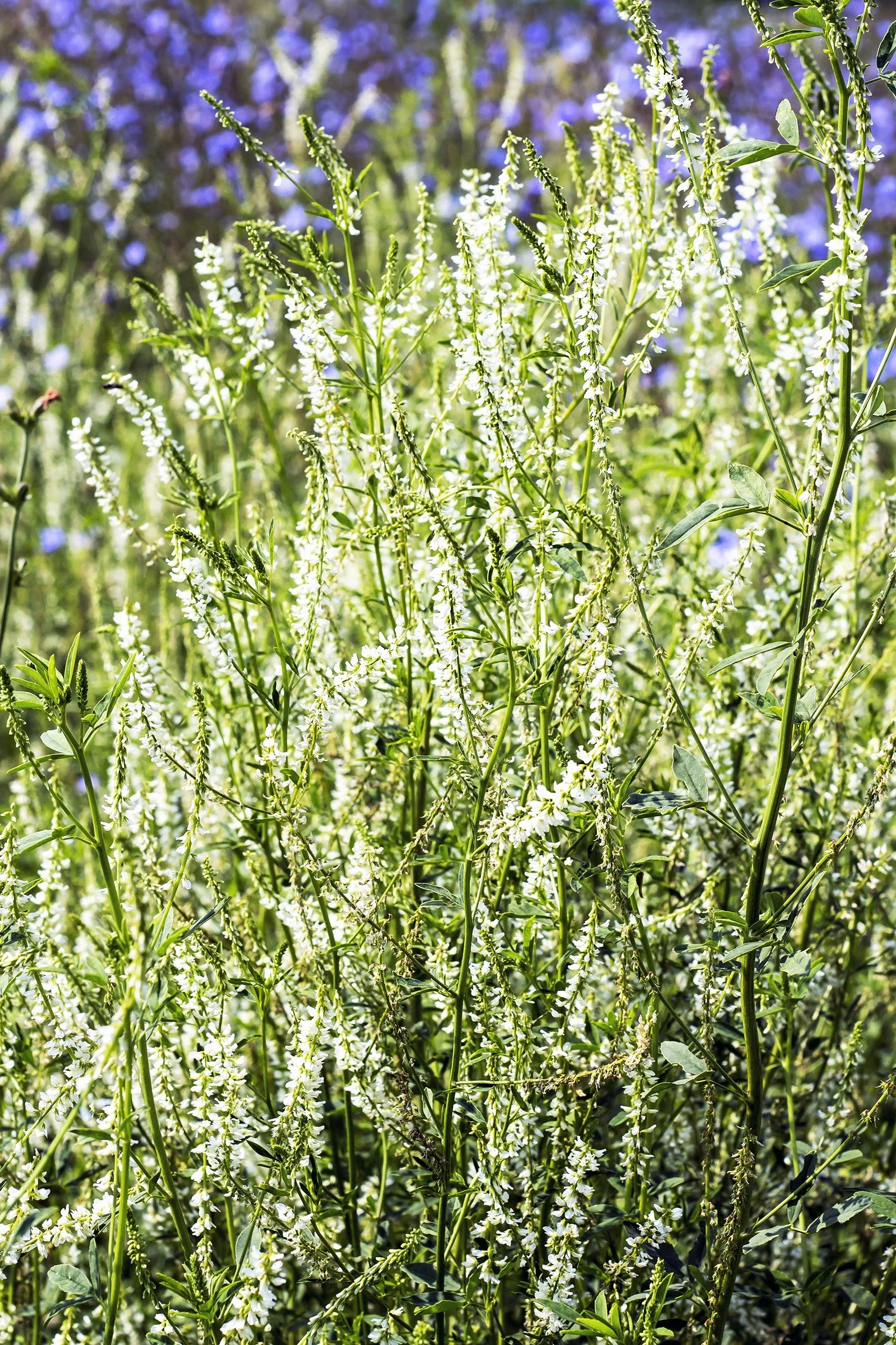1500 WHITE Blossom SWEET CLOVER Melilotus Officinalis Alba Albus Sweetclover Honey Clover Flower Seeds - Image 4
