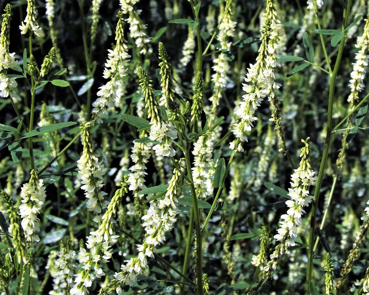 1500 WHITE Blossom SWEET CLOVER Melilotus Officinalis Alba Albus Sweetclover Honey Clover Flower Seeds - Image 6