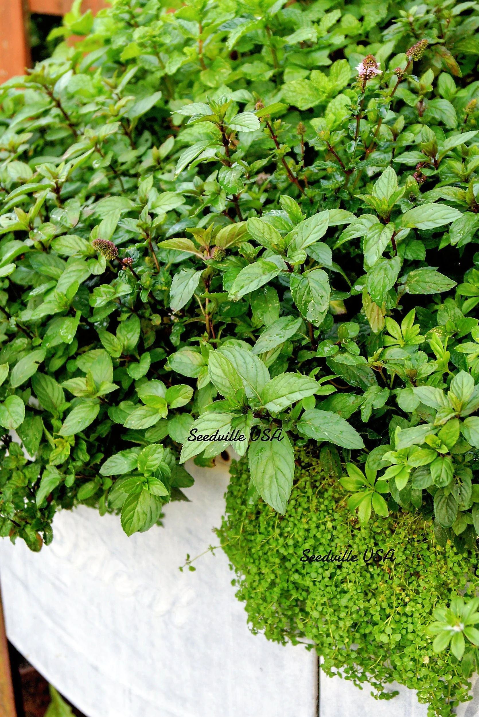 1g 27,500 BULK CORSICAN MINT Mentha Requienii Fragrant Hern Ground Cover Flower 1 Gram Seeds - Image 10