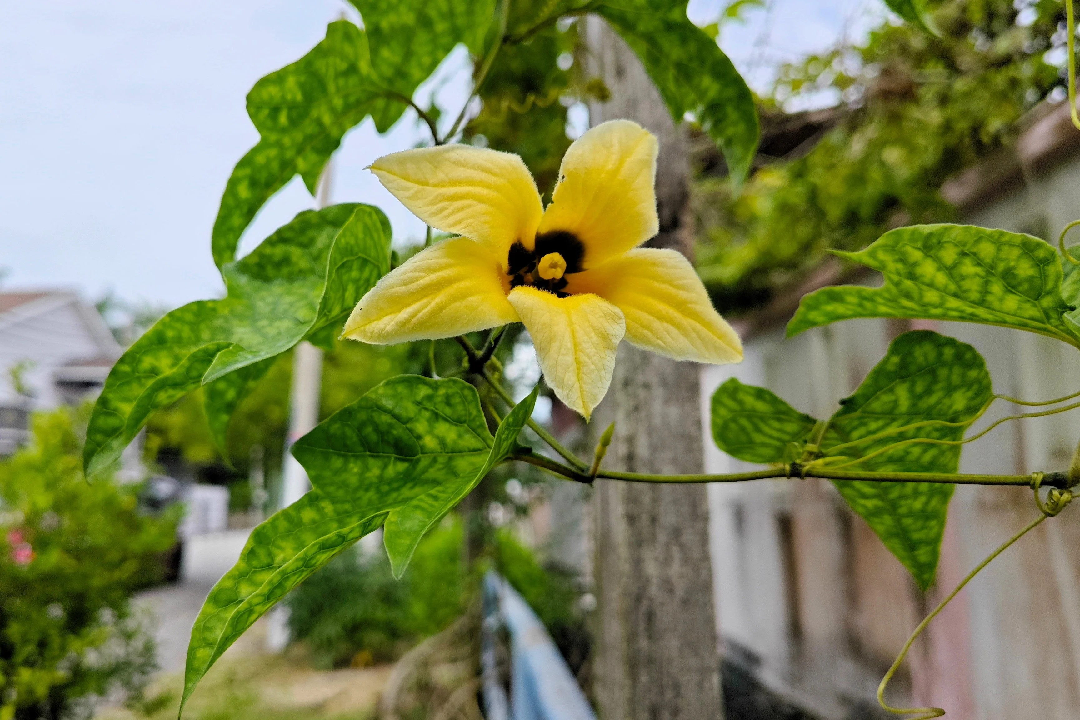 2 GAC FRUIT Gac Melon Vine Momordica Cochinchinensis Seeds - Image 9