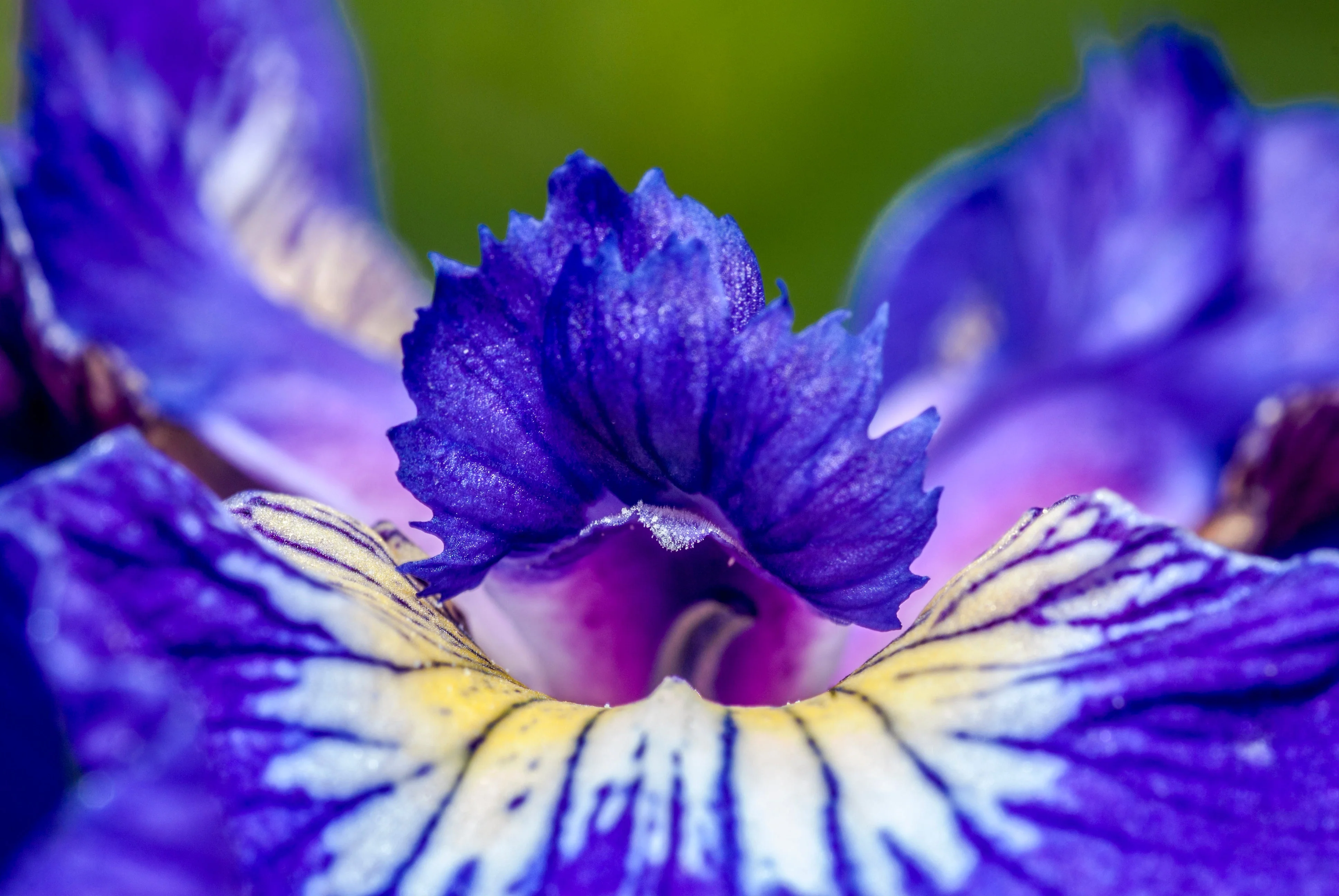 20 ALASKA IRIS Setosa Wild Flag Beachhead Blue Purple White Yellow Native Wetland Flower Seeds - Image 3