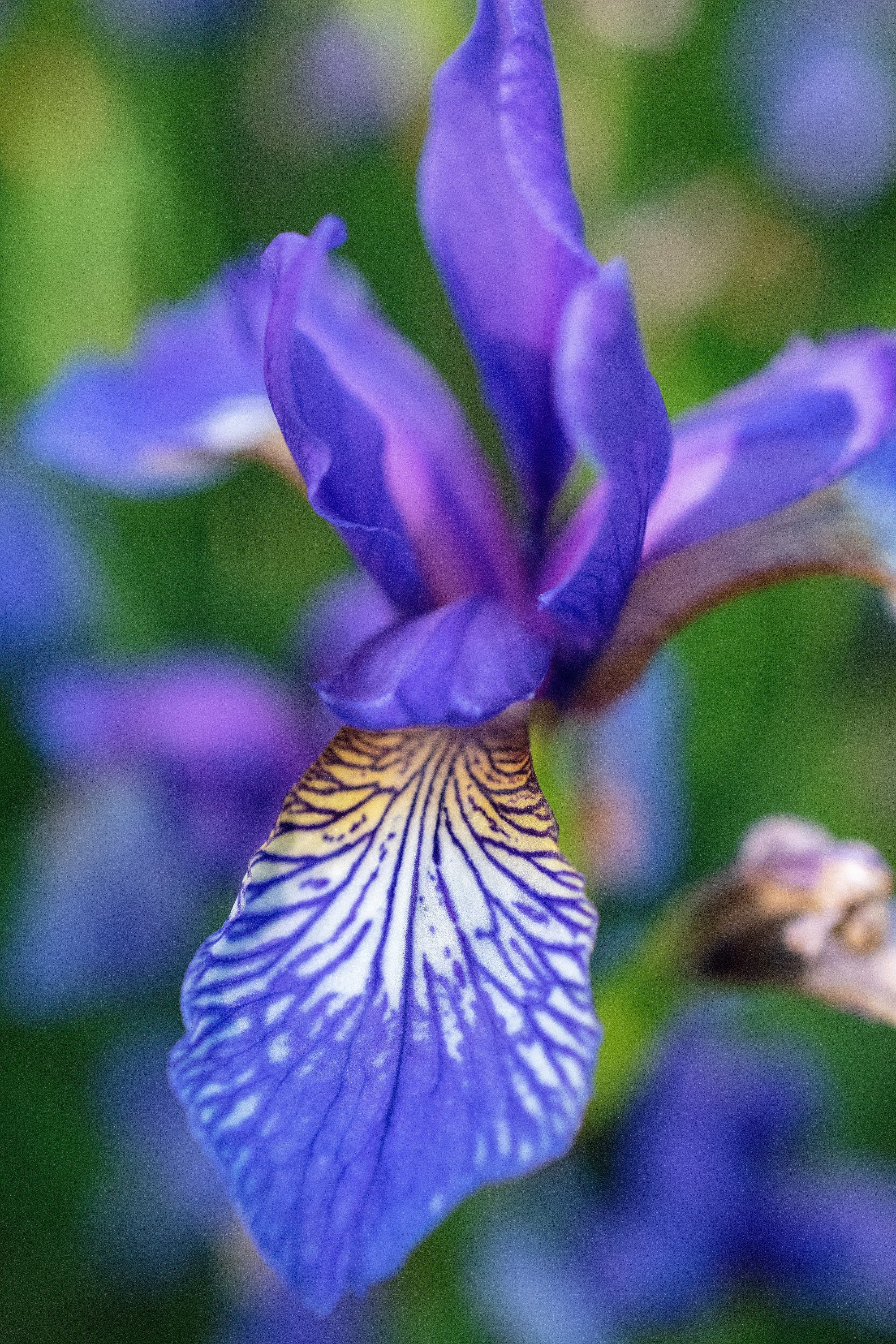 20 ALASKA IRIS Setosa Wild Flag Beachhead Blue Purple White Yellow Native Wetland Flower Seeds - Image 4