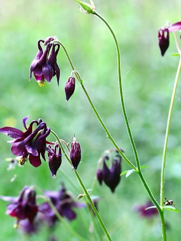 20 BLACK COLUMBINE Dark Columbine Aquilegia Atrata Deep Purple Flower Seeds - Image 5