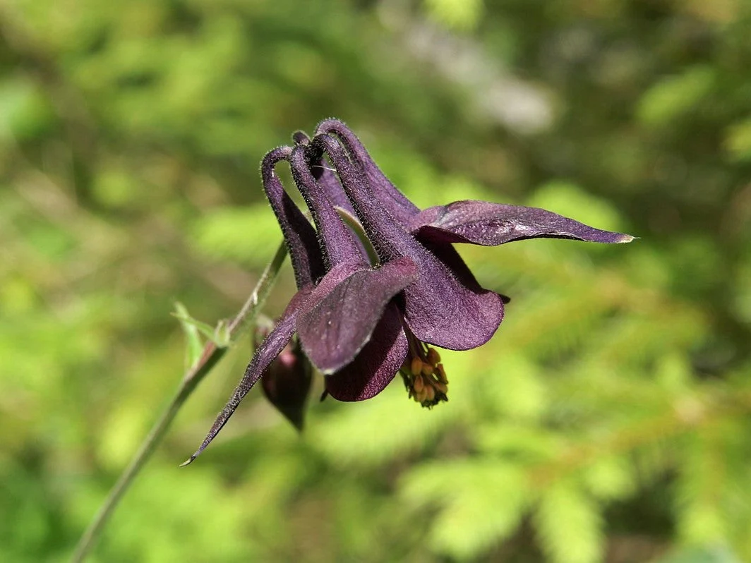 20 BLACK COLUMBINE Dark Columbine Aquilegia Atrata Deep Purple Flower Seeds - Image 7