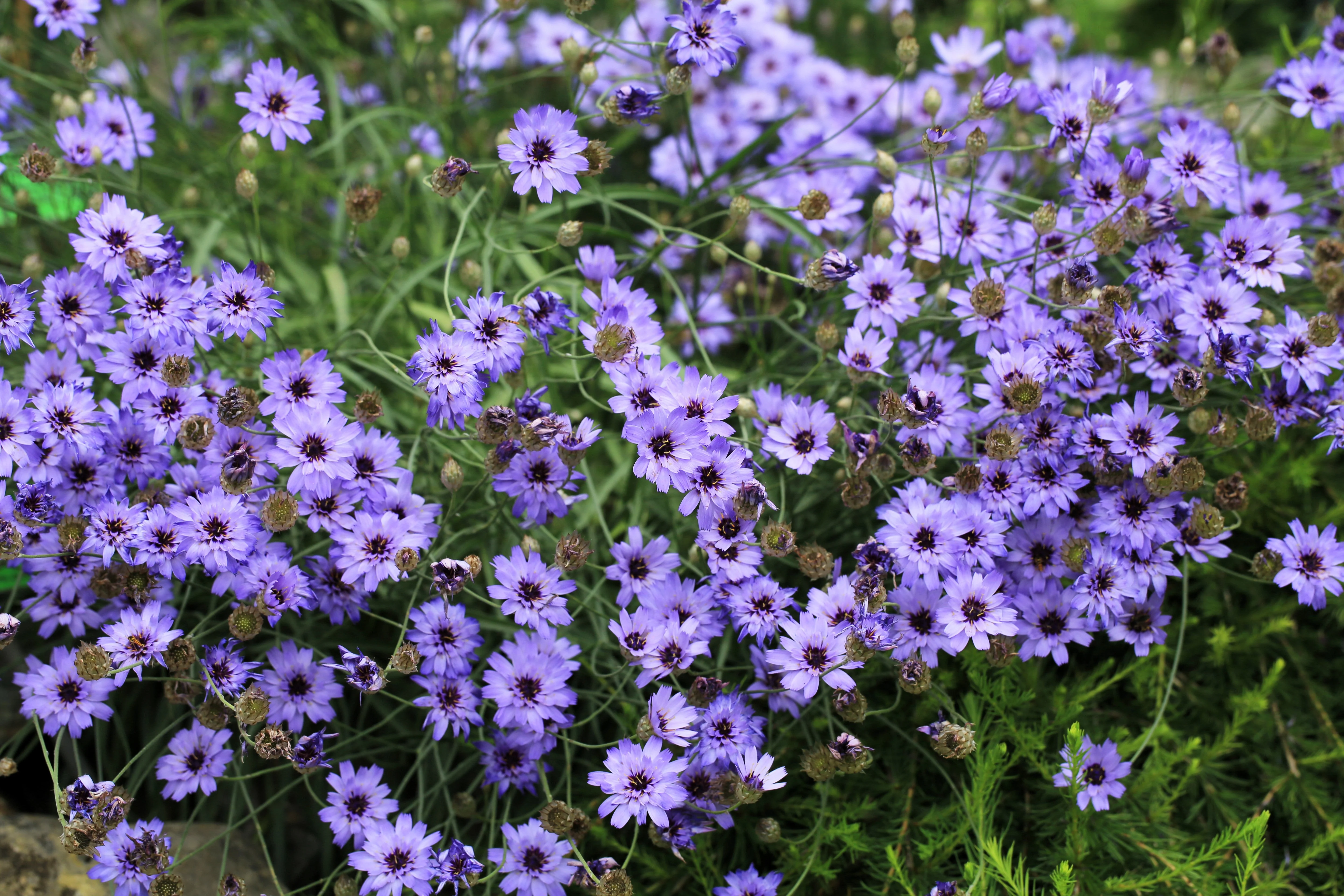 20 Blue CUPIDS DART aka ' LOVE plant ' Catananche Caerulea Flower Seeds - Image 5