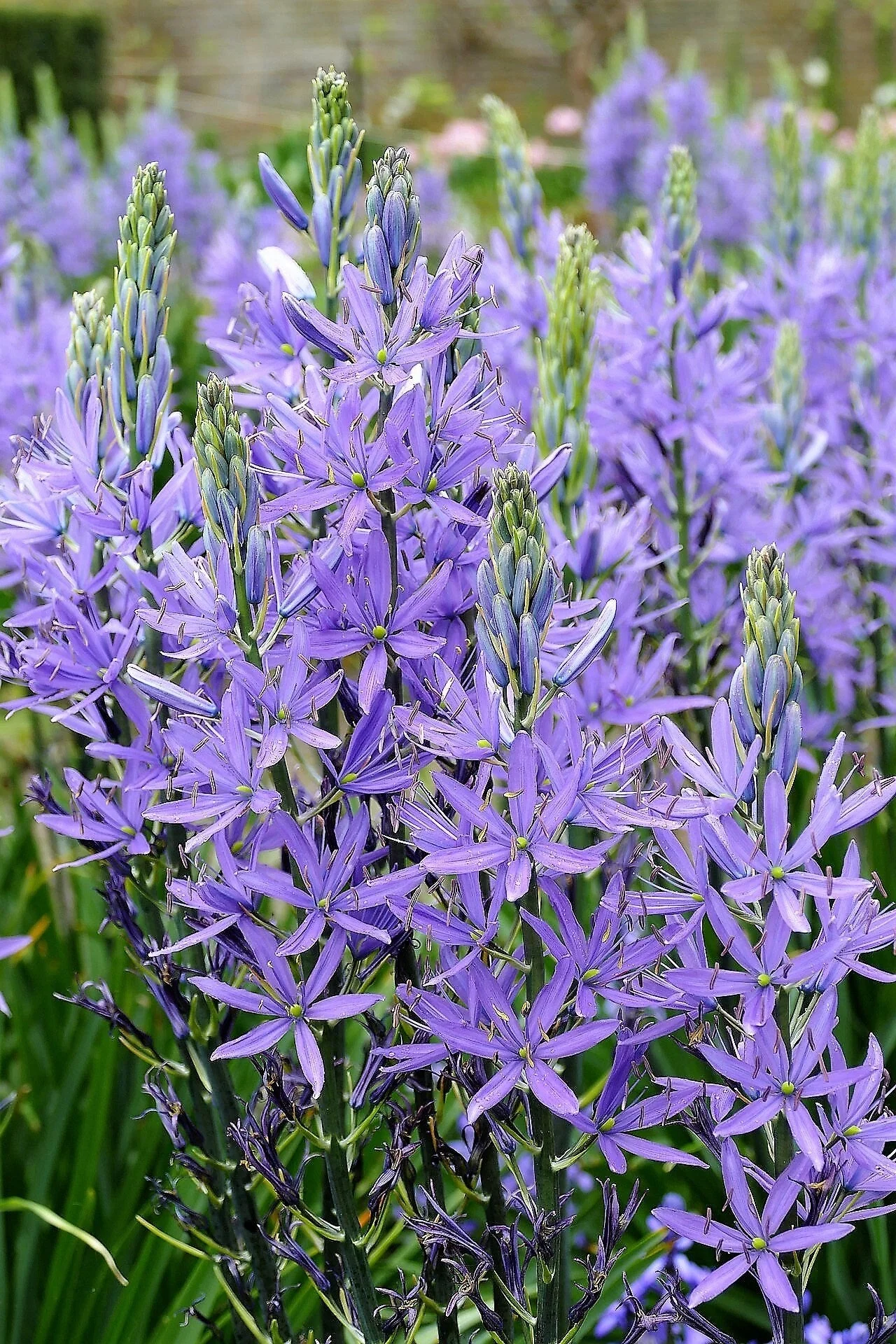 20 Blue LARGE CAMAS Camassia Leichtlinii Quamasia Great Camass Native Flower Seeds - Image 5