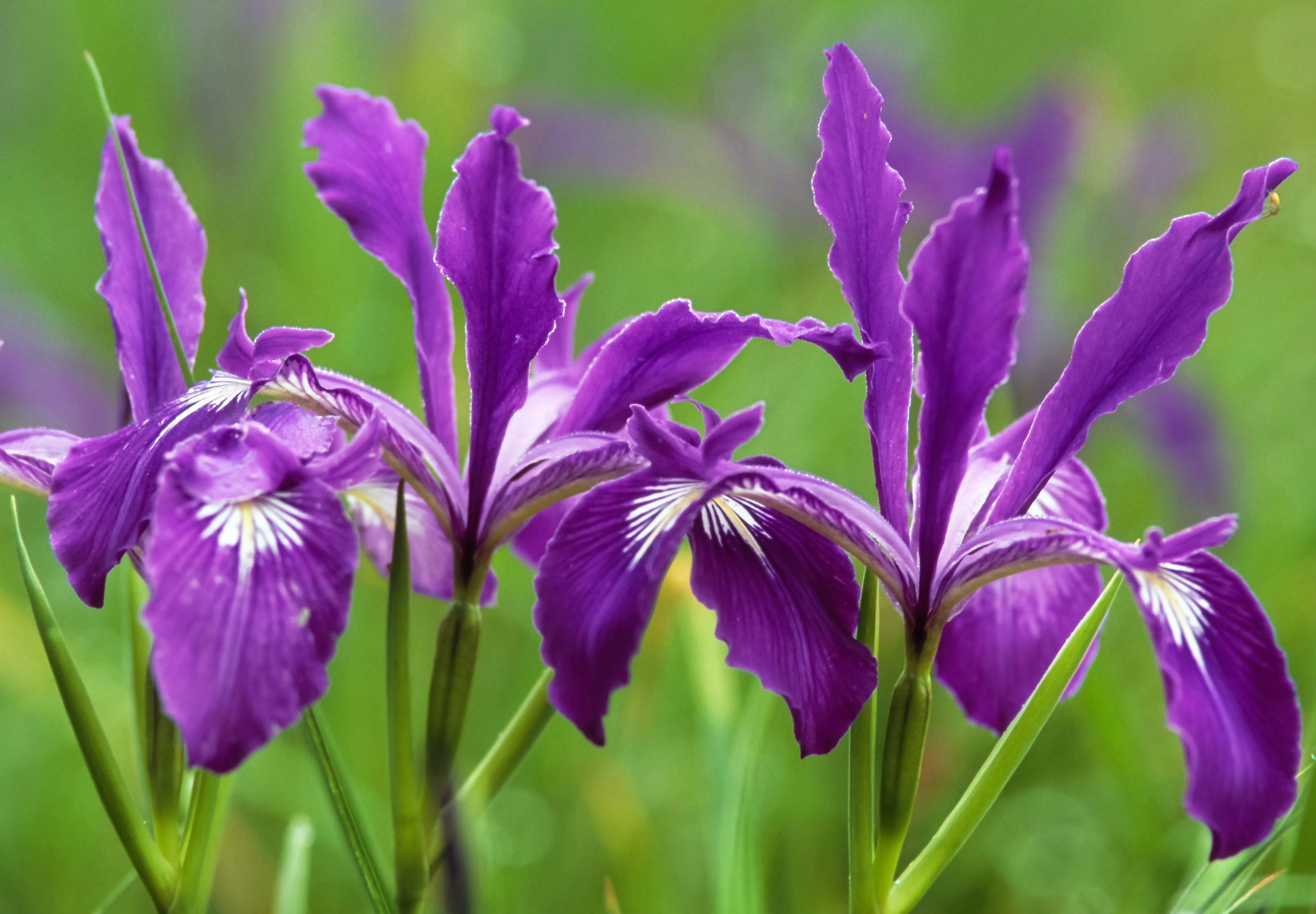 20 Blue & Purple OREGON IRIS ( Tough-Leaf Iris ) Iris Tenax Flower Seeds - Image 4