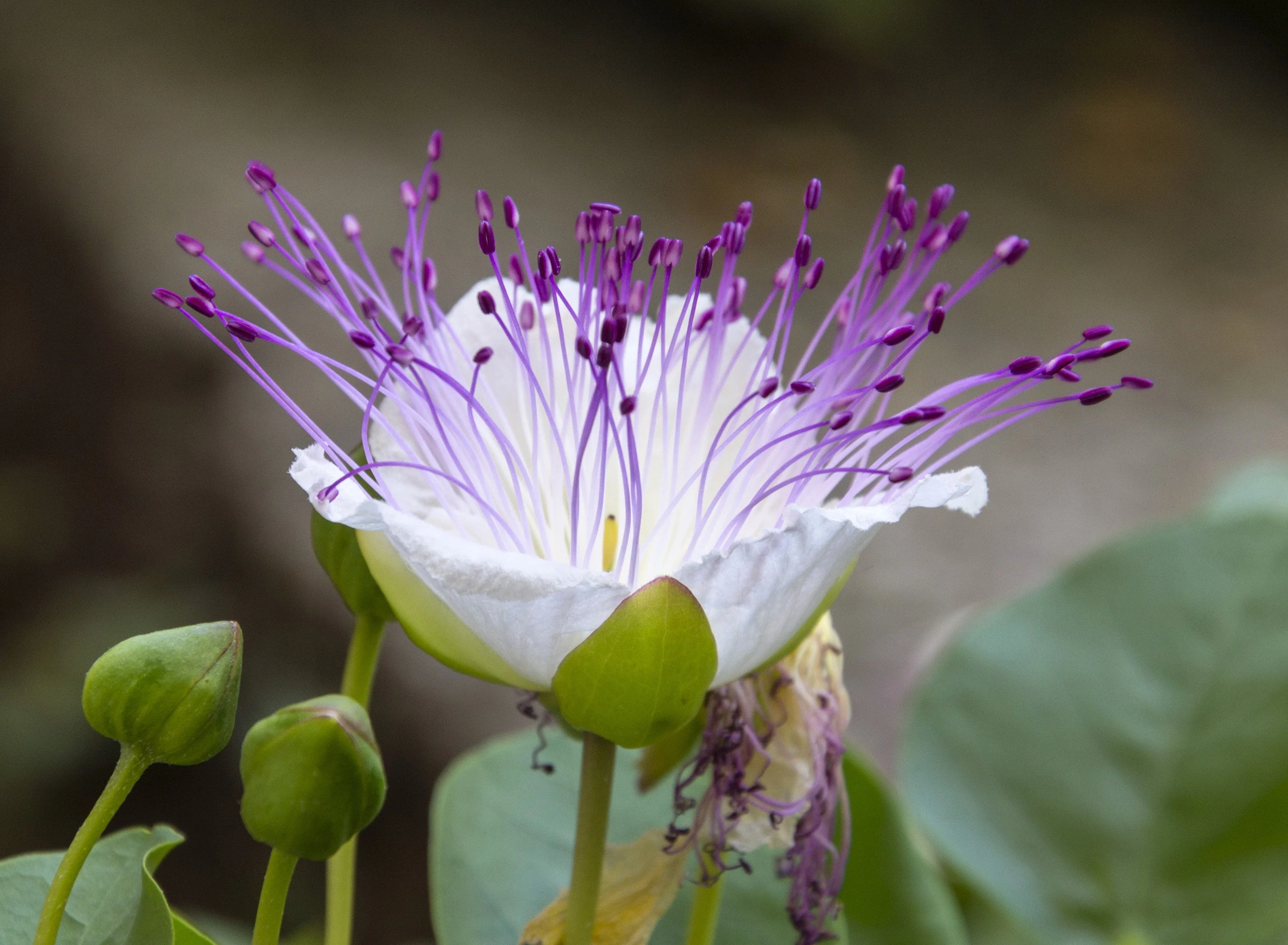 20 CAPER BUSH Edible Capers Flinders Rose Flower Capparis Spinosa Shrub Seeds - Image 4