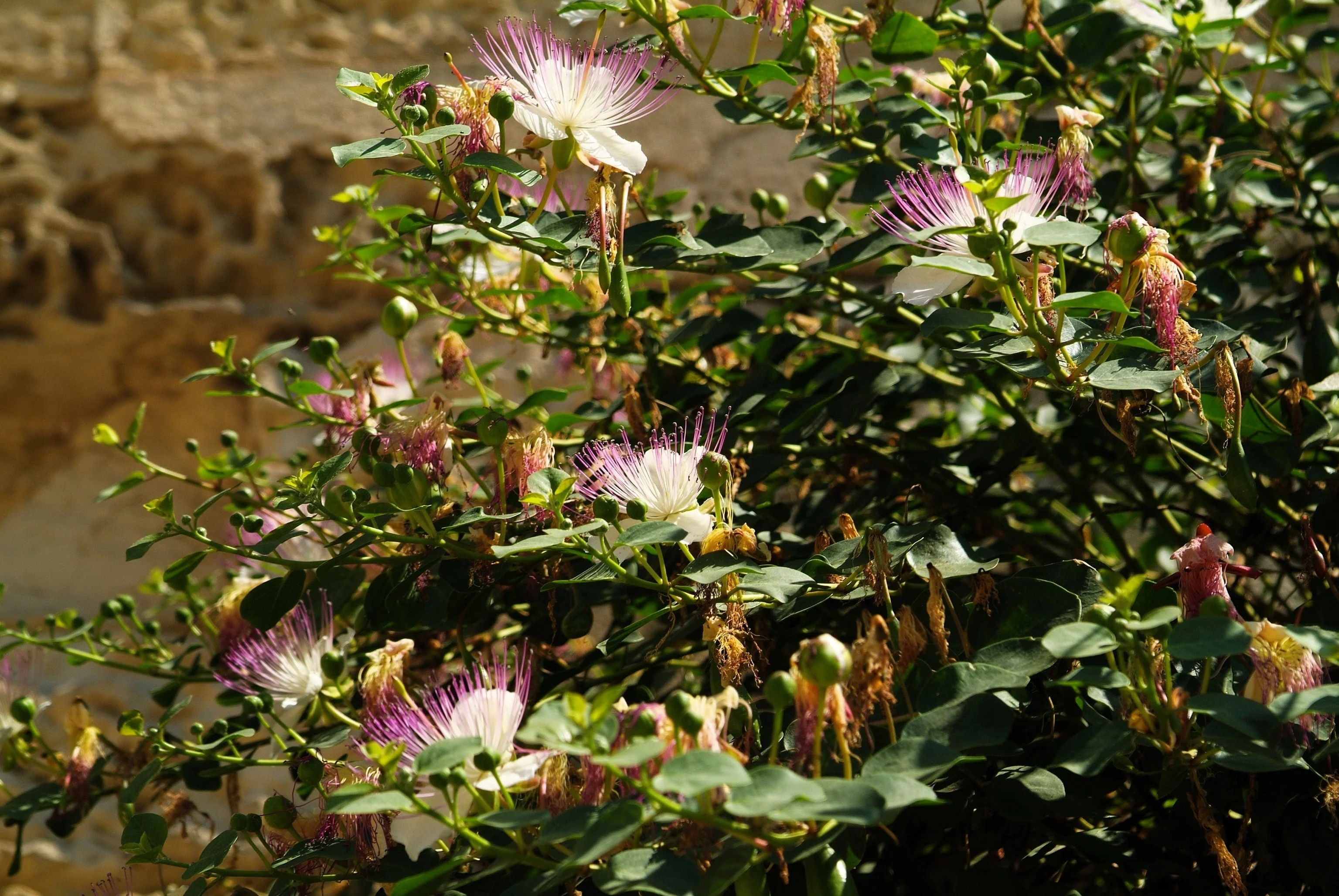 20 CAPER BUSH Edible Capers Flinders Rose Flower Capparis Spinosa Shrub Seeds - Image 6