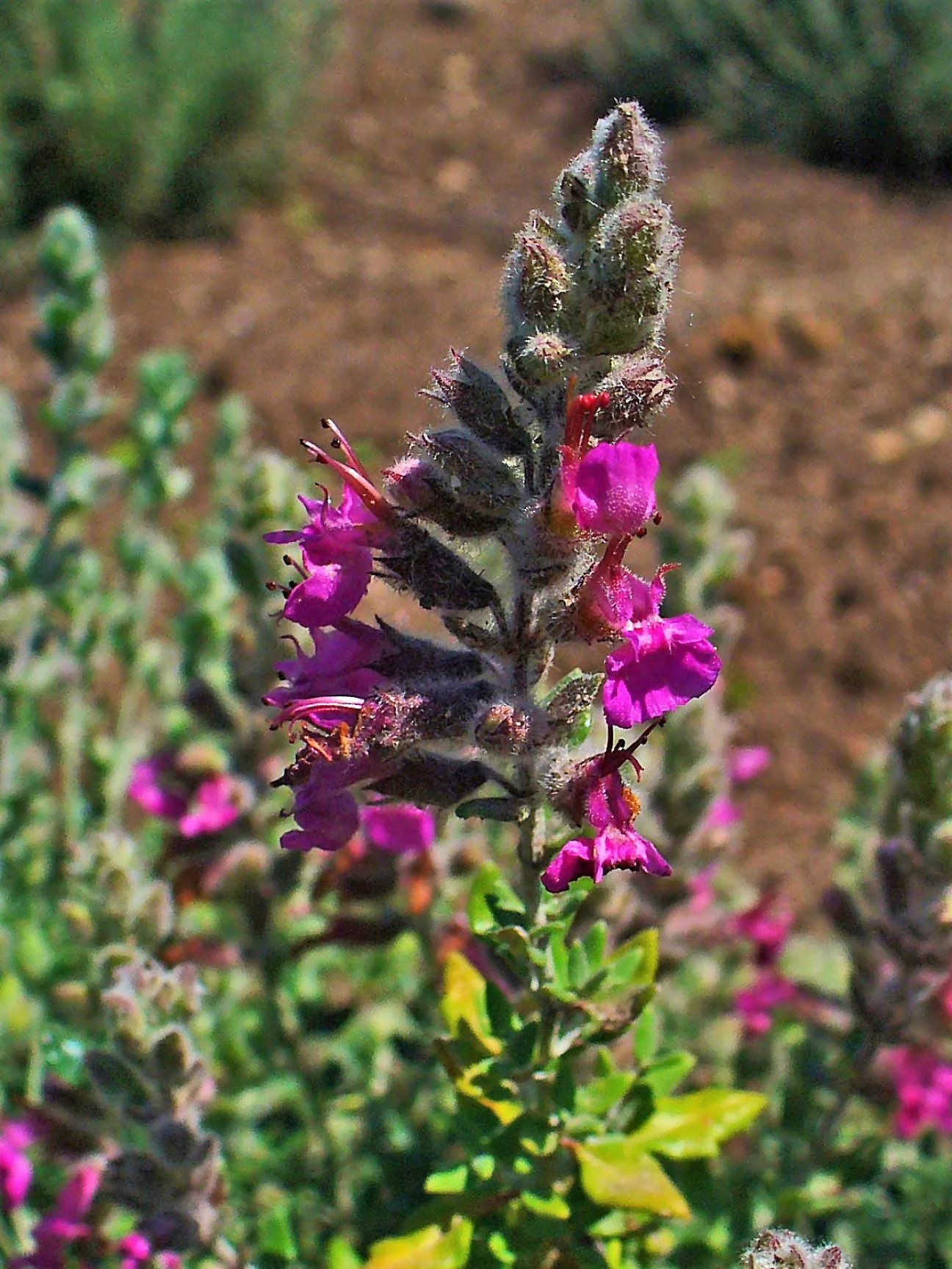 20 CAT THYME Teucrium Marum aka Cat Crack, Kitty Crack, & Mediterranean Germander Silvery Foliage Red Purple Flower Herb Sub-Shrub Seeds - Image 2