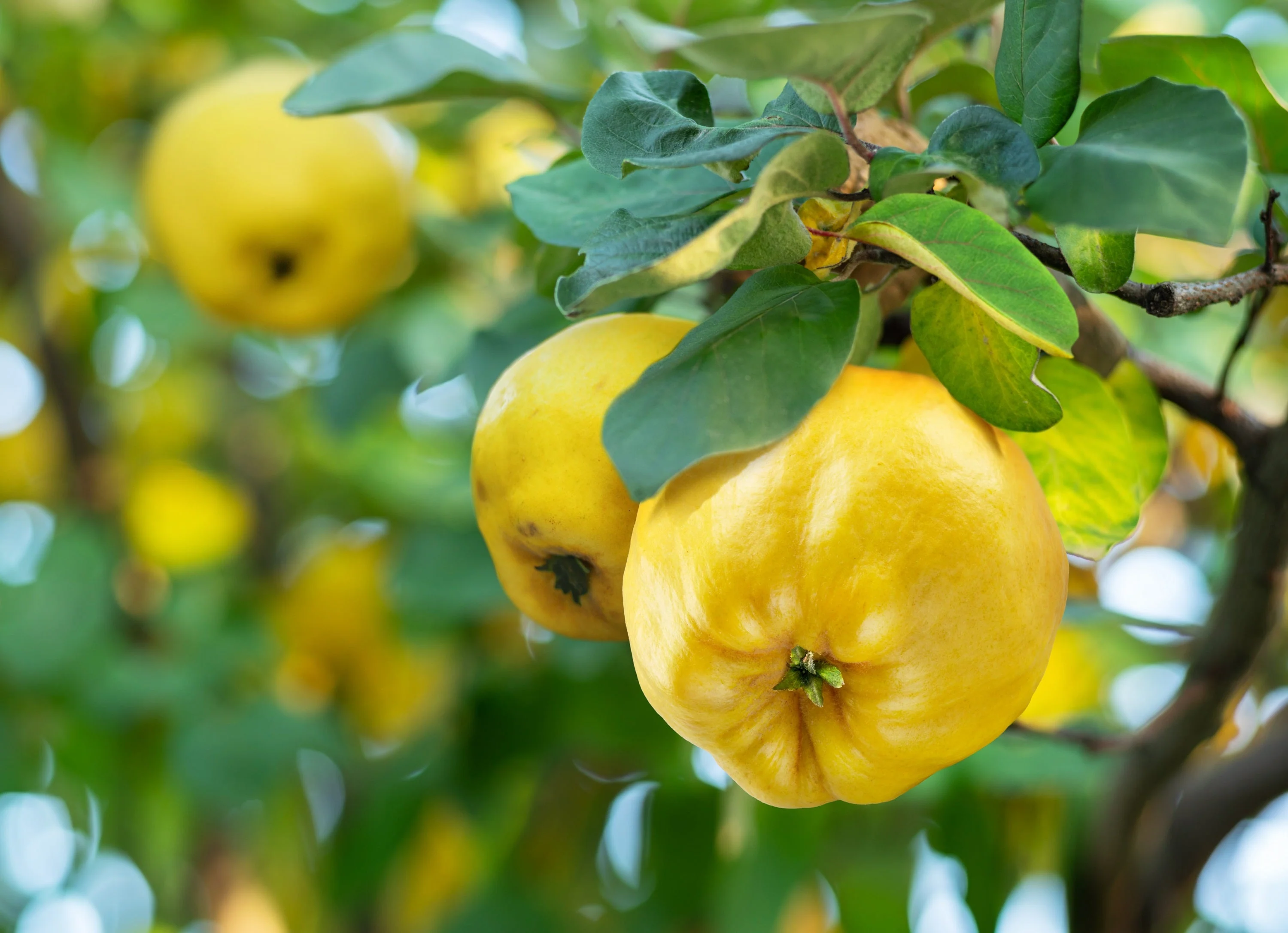 20 COMMON CULINARY QUINCE Fruit Tree Cydonia Oblonga Flowering Shrub Seeds - Image 2