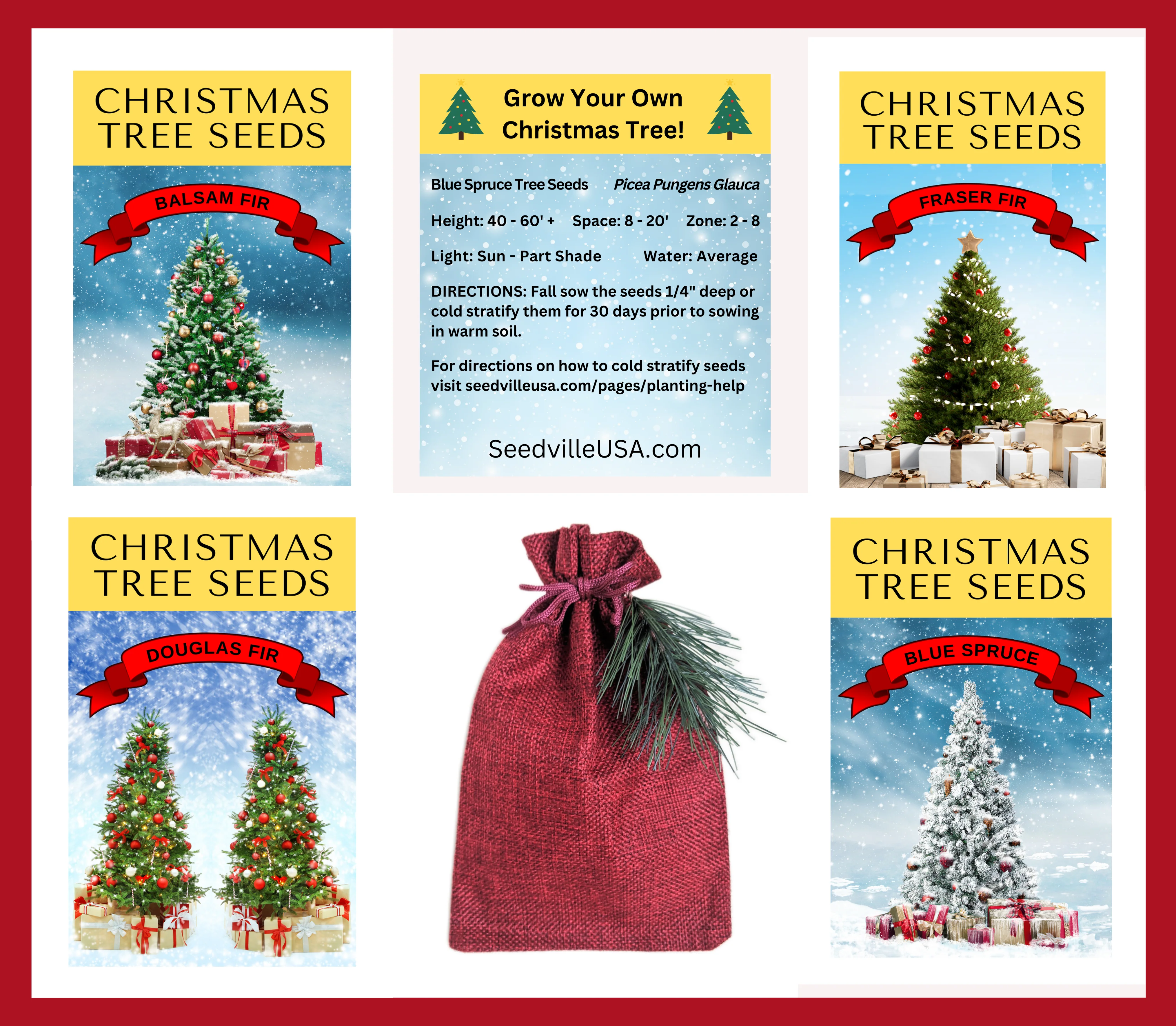 20 DOUGLAS FIR Tree Abies Pseudotsuga Menziesii Christmas Tree Blue Douglas Pine Spruce Native Evergreen Seeds - Image 17