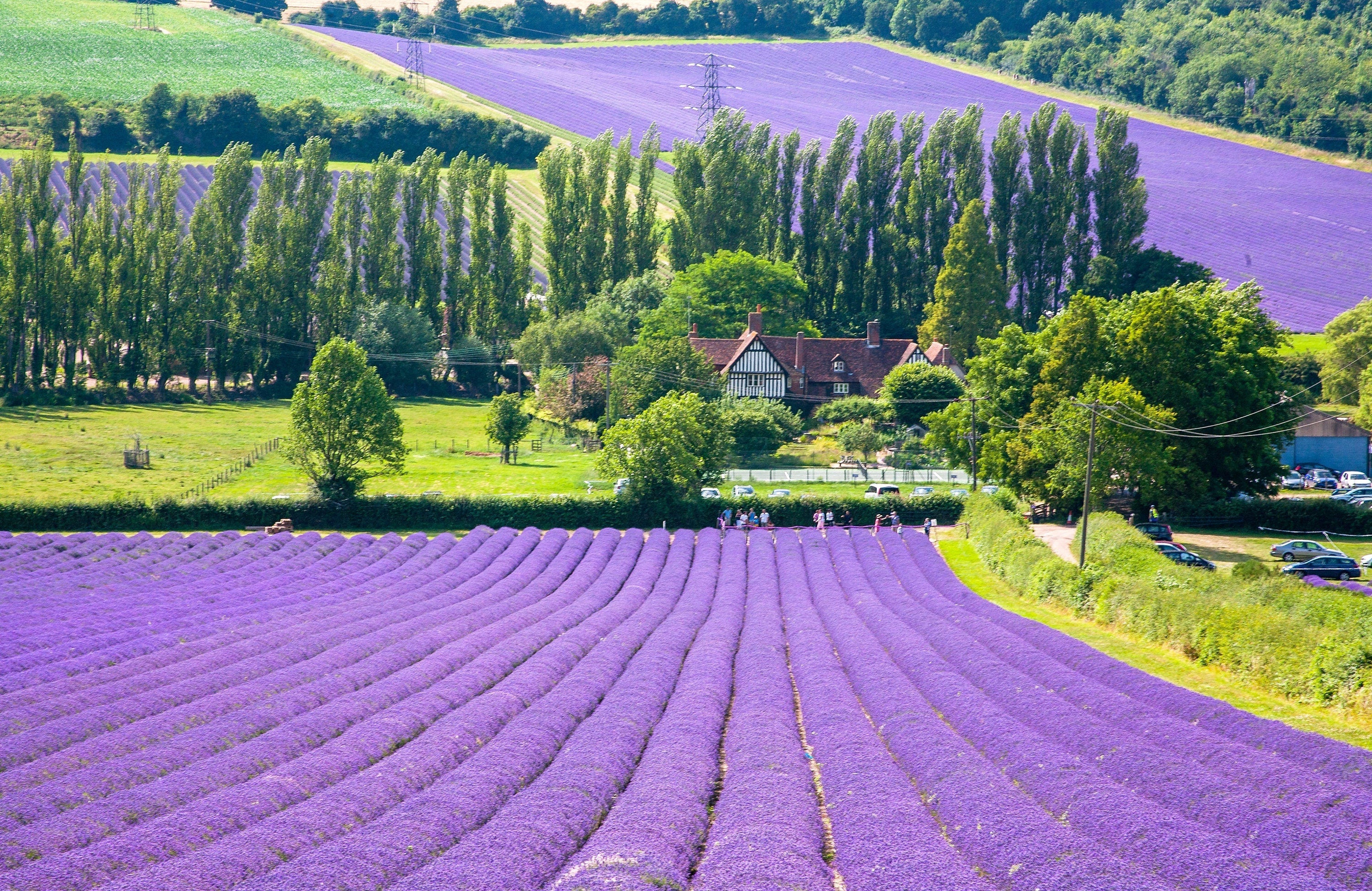 20 DWARF MUNSTEAD LAVENDER Blue English Lavandula Angustifolia Munstead Purple Fragrant Flower Herb Seeds - Image 2