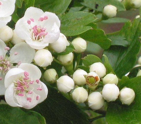 20 ENGLISH HAWTHORN TREE Edible Fruit Flower Mayflower Crataegus Laevigata Seeds - Image 3