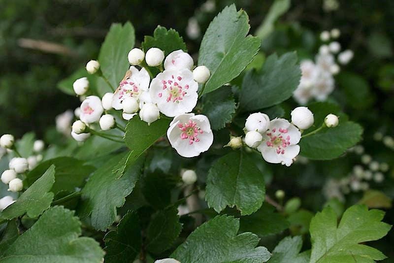 20 ENGLISH HAWTHORN TREE Edible Fruit Flower Mayflower Crataegus Laevigata Seeds - Image 6