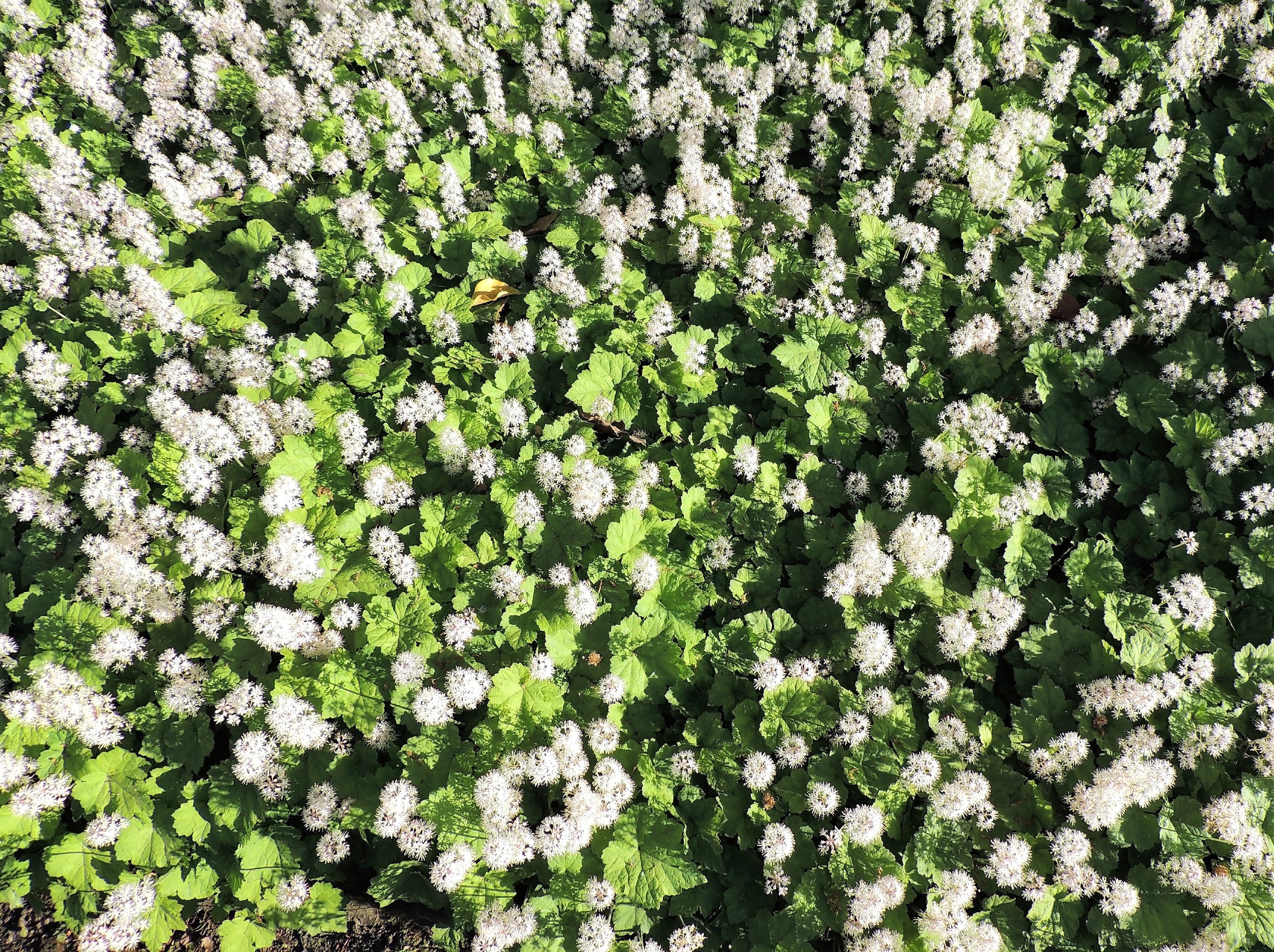 20 FILIGRAN FOAMFLOWER White & Pink Tiarella Polyphylla Laceflower Shade Flower Seeds - Image 2
