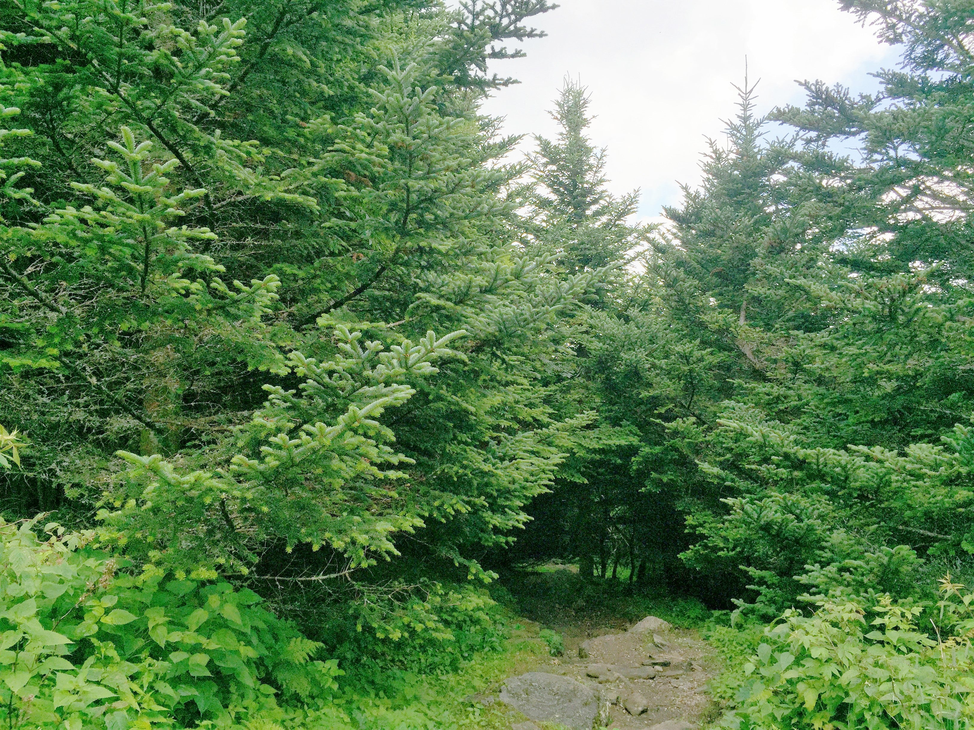 20 FRASER FIR Tree Abies Fraseri Christmas Tree Southern Balsam Fir Native Evergreen Seeds - Image 4