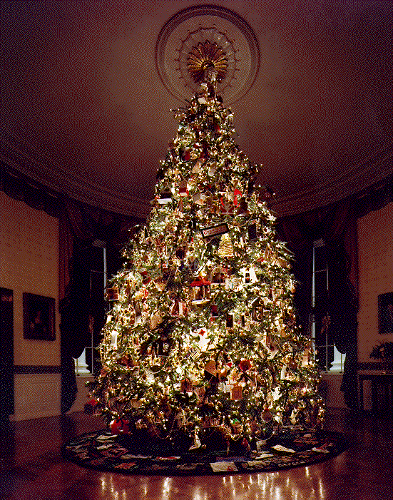 20 FRASER FIR Tree Abies Fraseri Christmas Tree Southern Balsam Fir Native Evergreen Seeds - Image 6