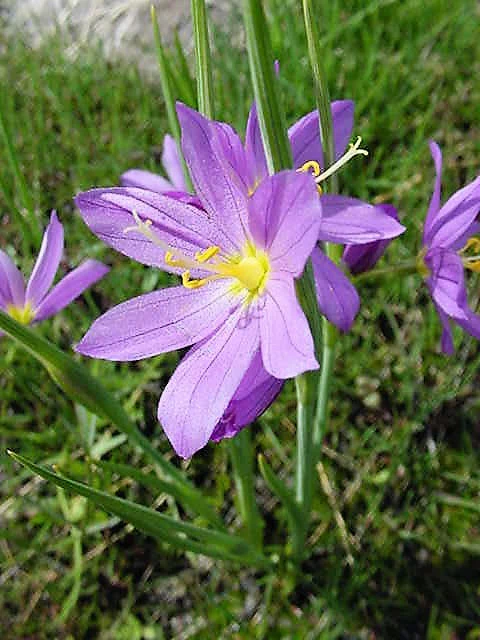 20 GRASSWIDOW Purple-Eyed Grass Sisyrinchium Inflatum syn. Olsynium Douglasii Grass Widows Reddish Purple Ornamental Grass Flower Seeds - Image 12