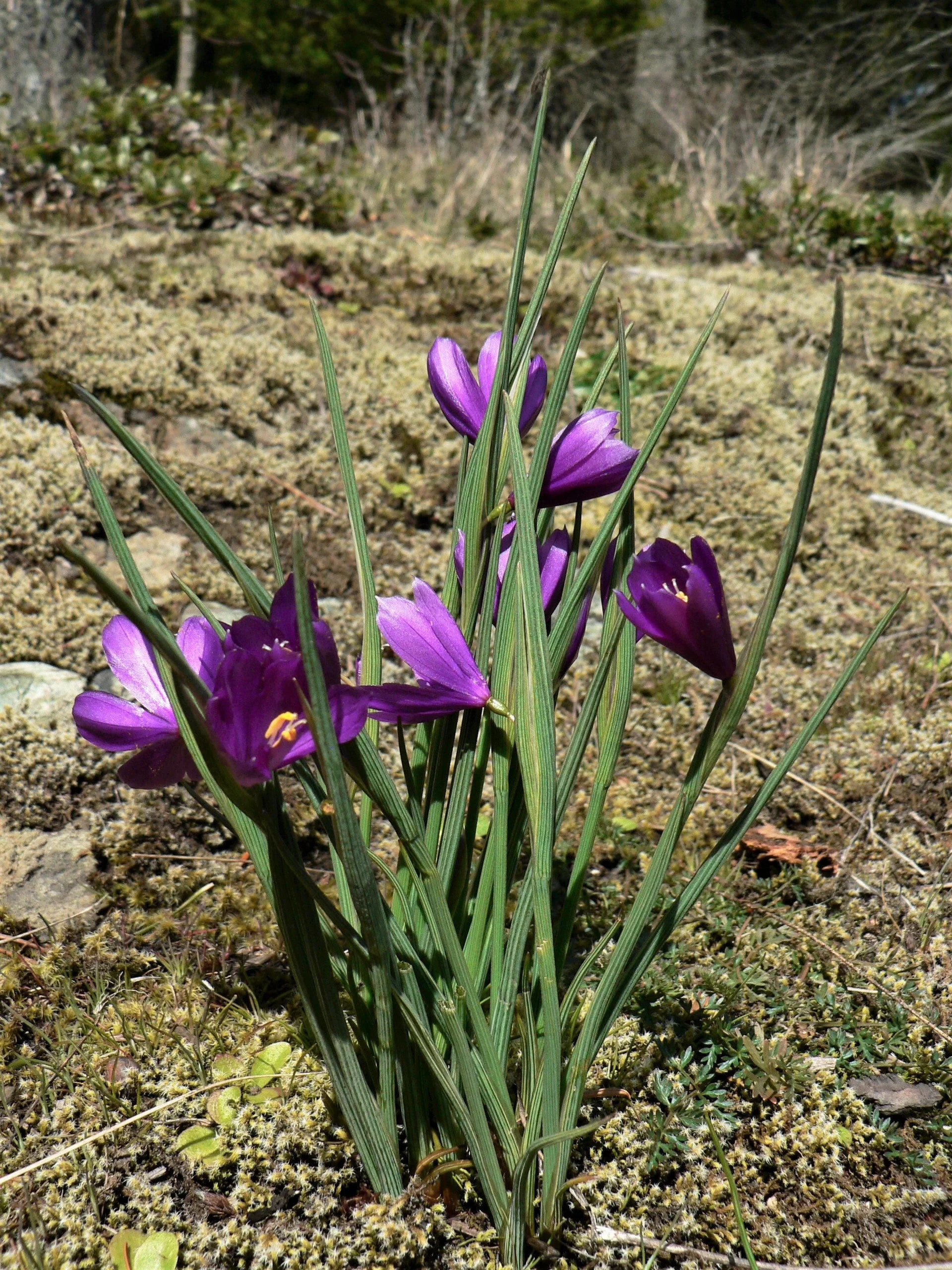 20 GRASSWIDOW Purple-Eyed Grass Sisyrinchium Inflatum syn. Olsynium Douglasii Grass Widows Reddish Purple Ornamental Grass Flower Seeds - Image 6