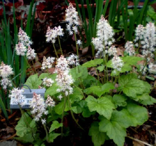 20 HEARTLEAF FOAMFLOWER White & Pink Tiarella Wherryi Coolwort Flower Seeds - Image 10