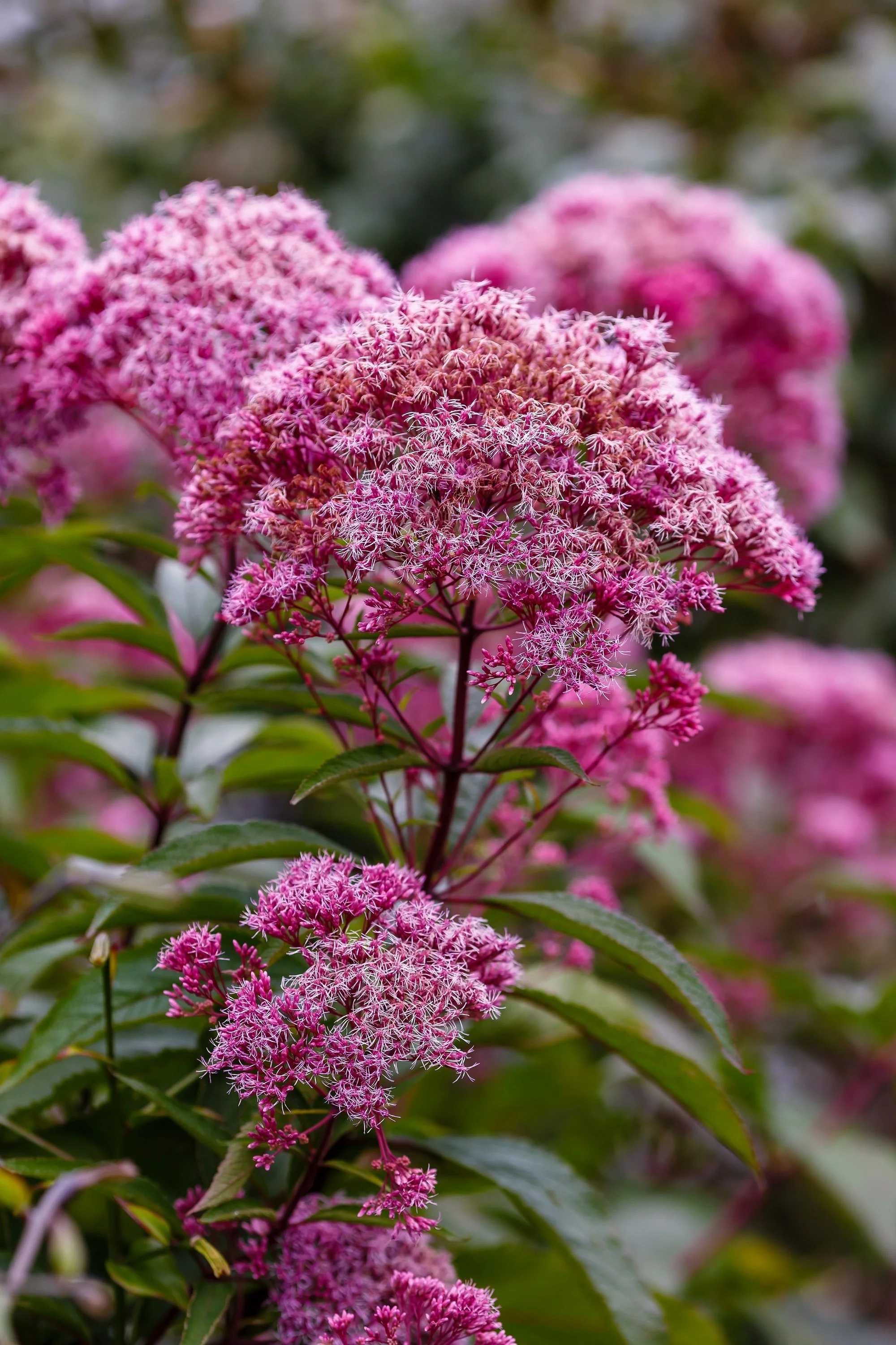 20 HEMP AGRIMONY Eupatorium Cannabinum Raspberries & Cream Flower Seeds - Image 4
