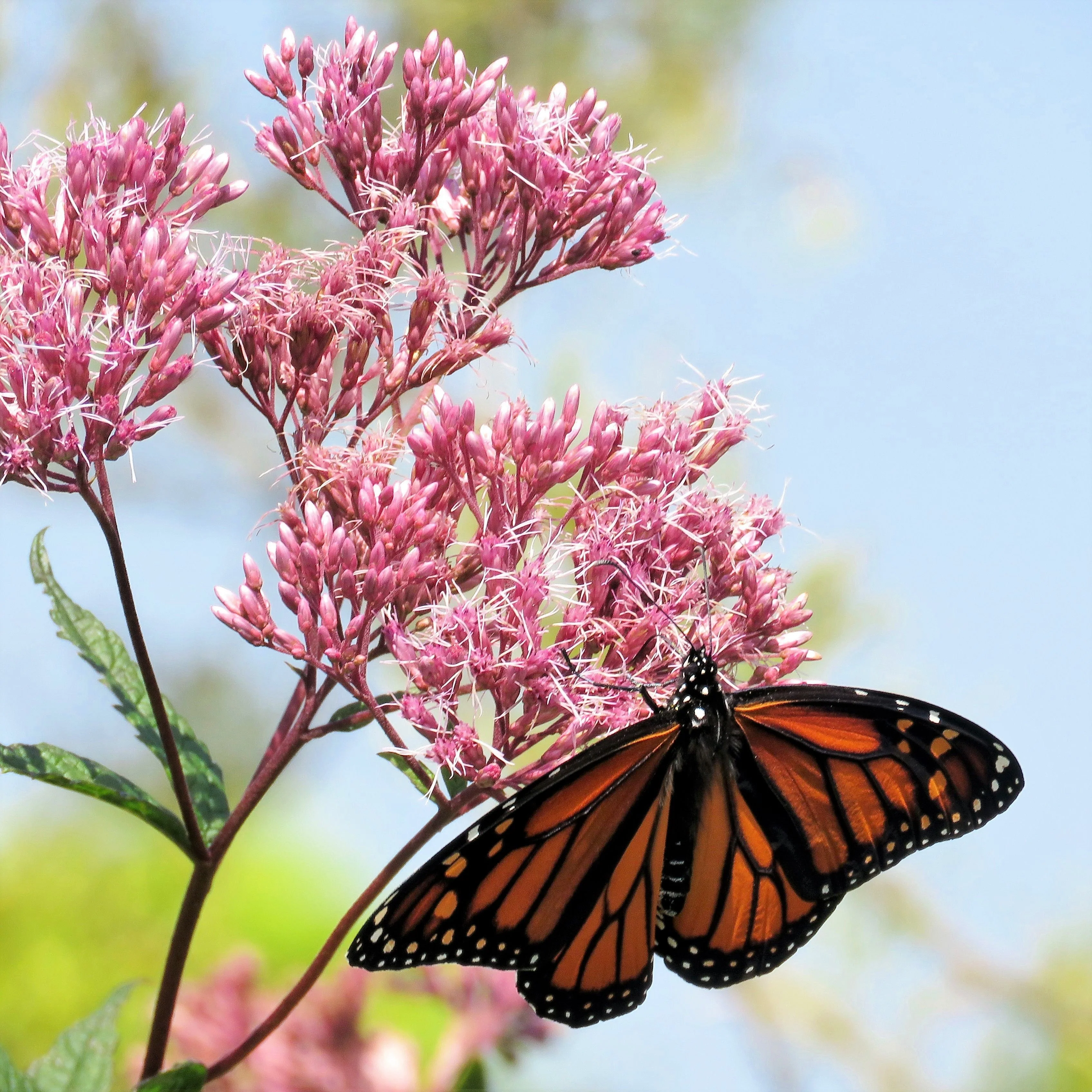 20 HEMP AGRIMONY Eupatorium Cannabinum Raspberries & Cream Flower Seeds - Image 8