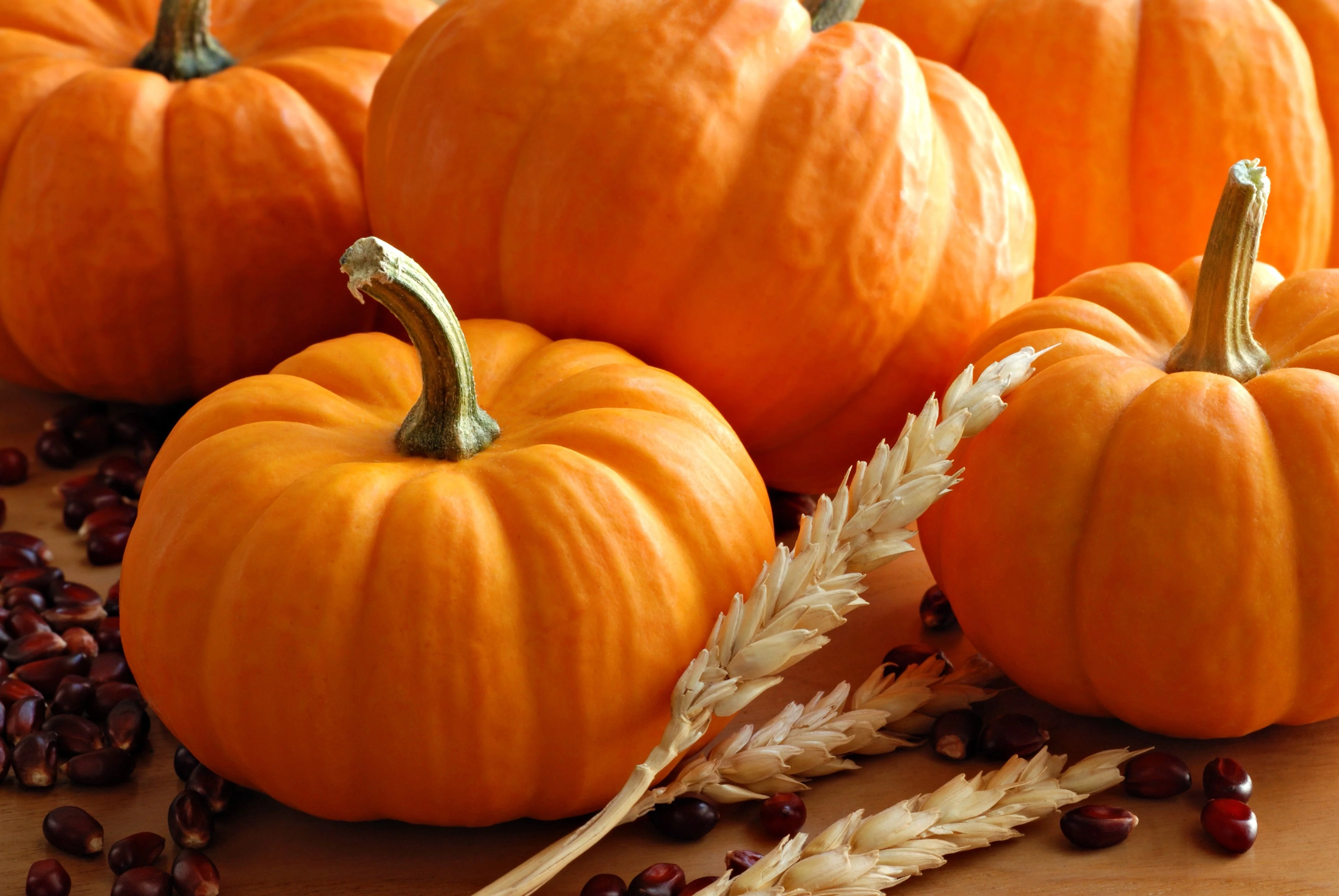 20 JACK Be LITTLE PUMPKIN Miniature Vegetable Cucurbita Pepo Seeds - Image 2