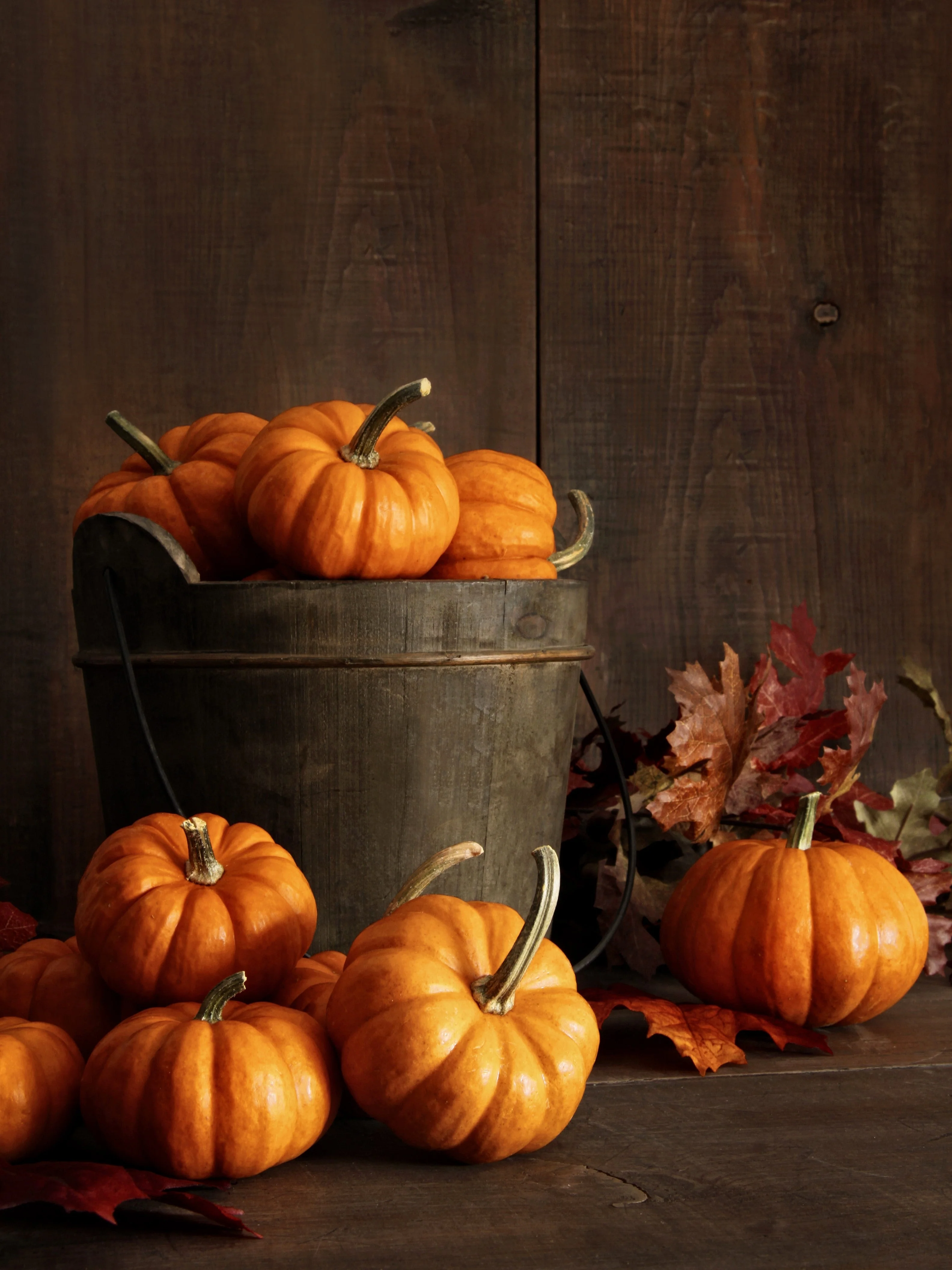 20 JACK Be LITTLE PUMPKIN Miniature Vegetable Cucurbita Pepo Seeds - Image 6