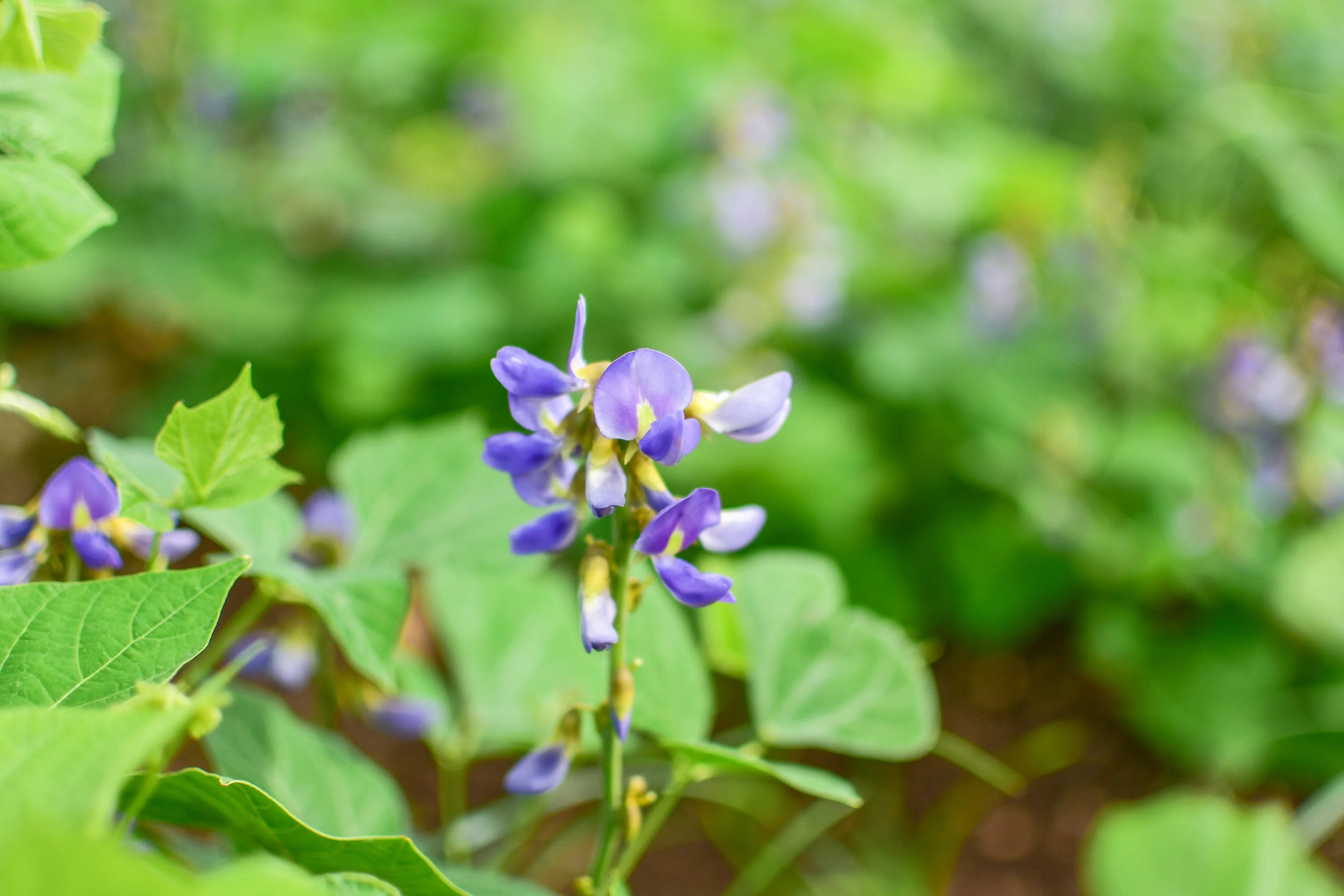 20 JICAMA Mexican Yam Bean Potato Bean Pachyrhizus Erosus Vining Legume Root Vegetable Blue Flower Seeds - Image 7