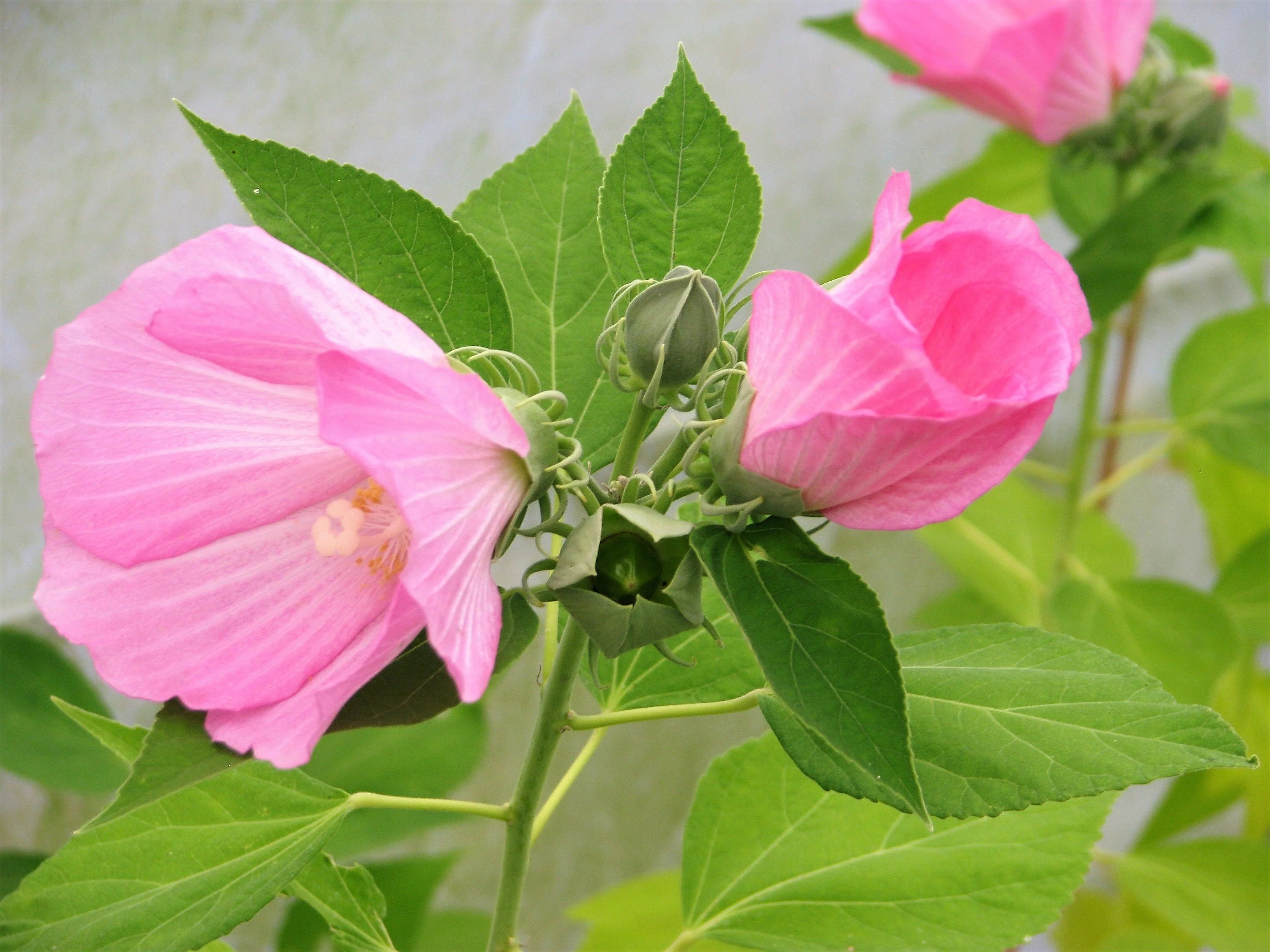 20 LIGHT PINK HIBISCUS Moscheutos var. Palustris Hardy Flower Seeds - Image 3