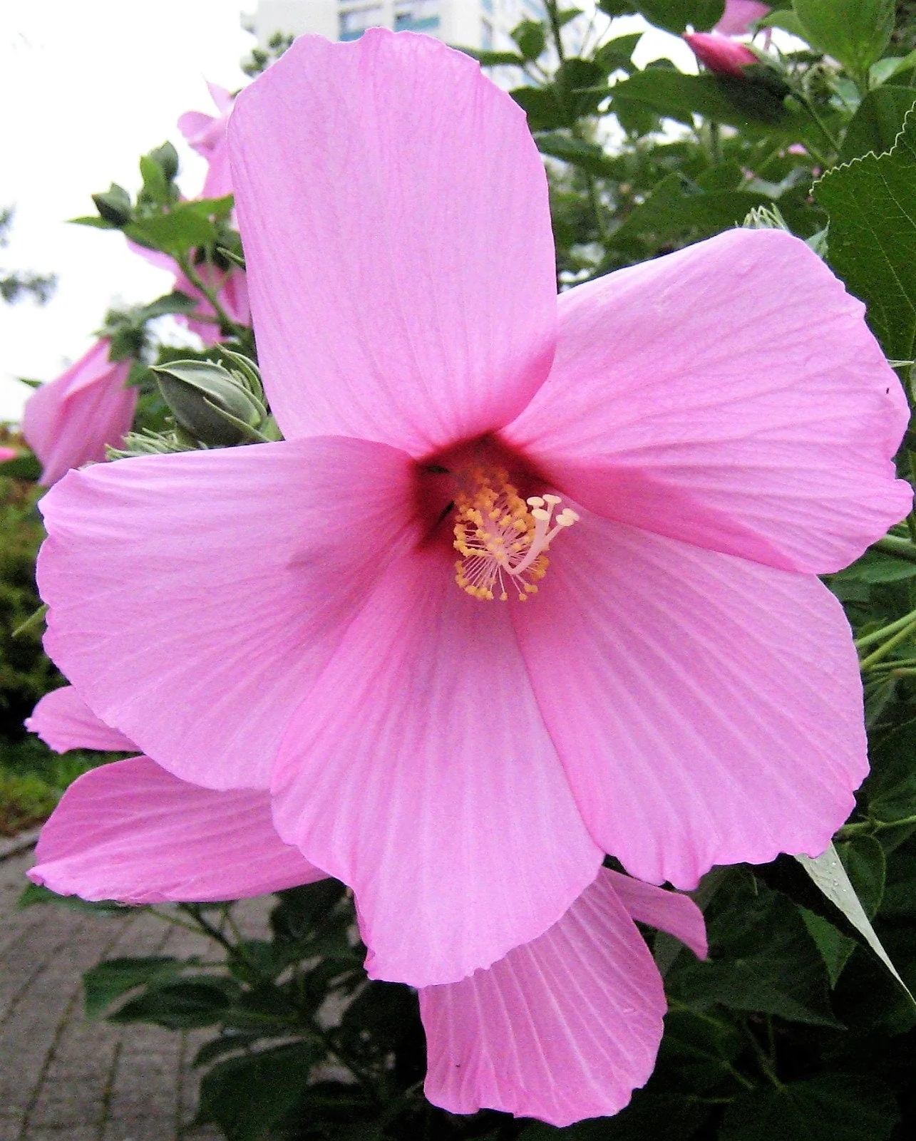 20 LIGHT PINK HIBISCUS Moscheutos var. Palustris Hardy Flower Seeds - Image 4
