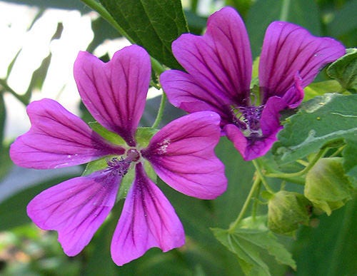 20 MAURITANIAN MALVA Mallow Malva sylvestris var. mauritania Flower Seeds - Image 4