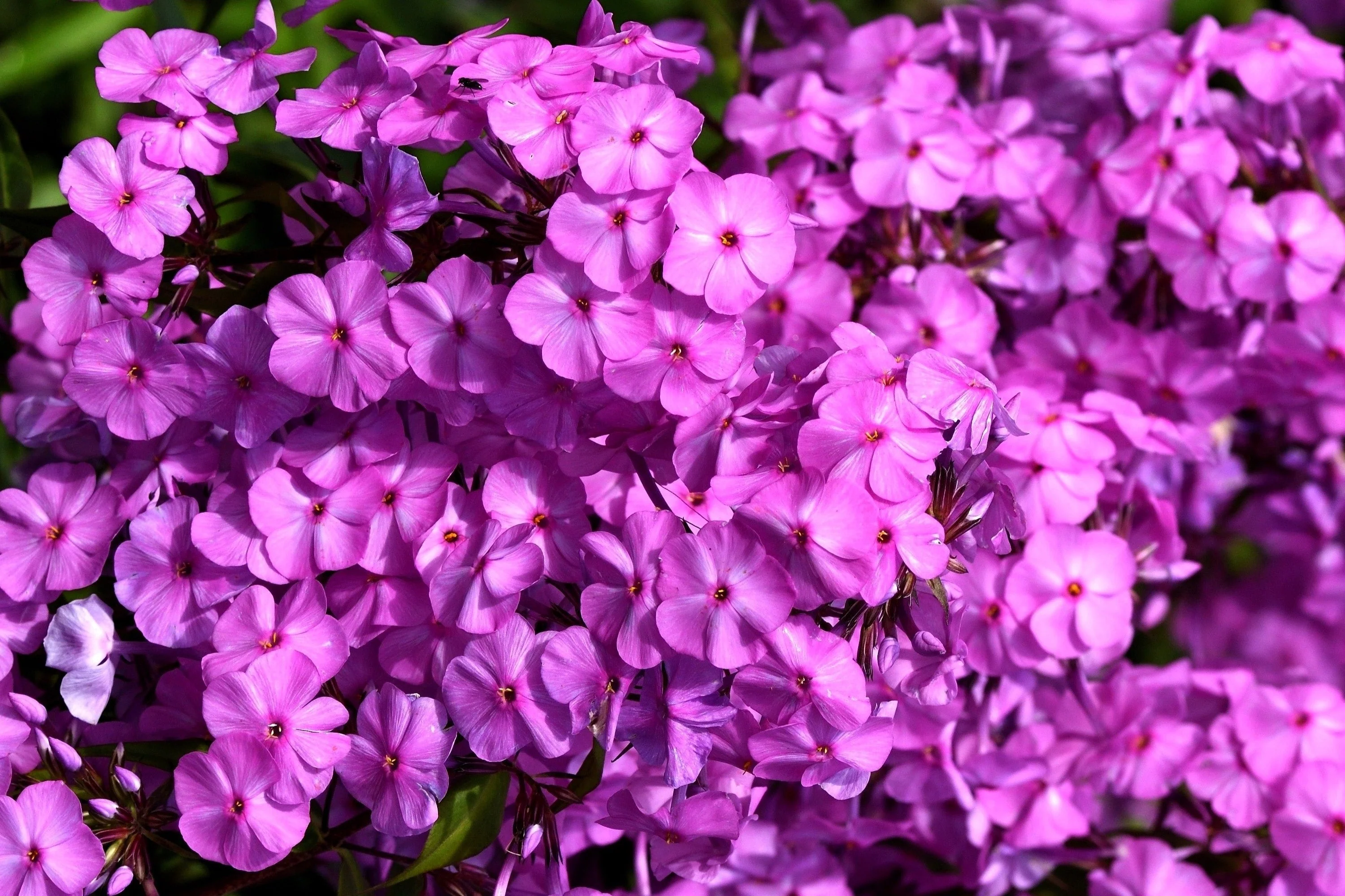 20 MEADOW PHLOX Maculata Mixed Colors Wild Sweet William Native Hummingbird Flower Seeds - Image 4