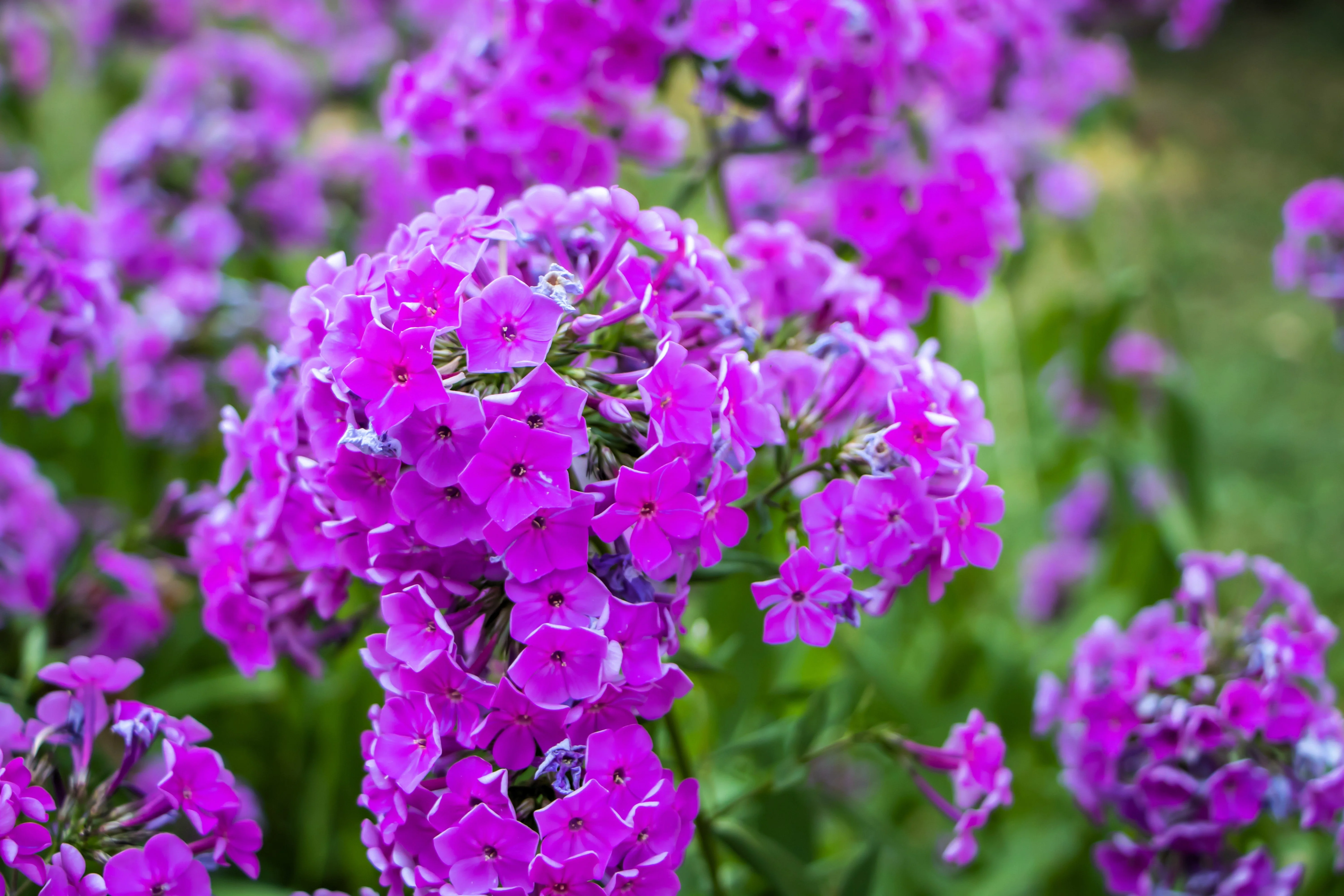 20 MEADOW PHLOX Maculata Mixed Colors Wild Sweet William Native Hummingbird Flower Seeds - Image 9