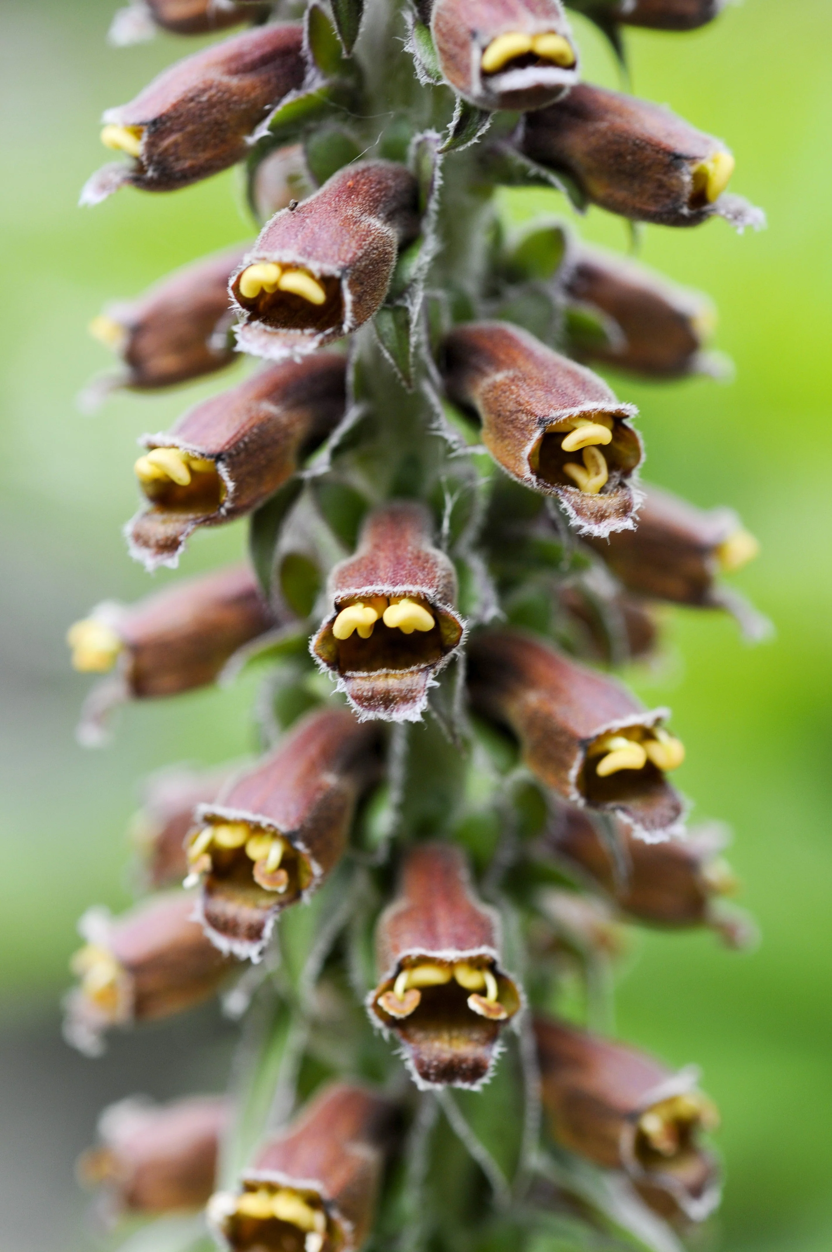20 MILK CHOCOLATE FOXGLOVE Spanish Digitalis Parviflora Red Brown Flower Seeds - Image 5