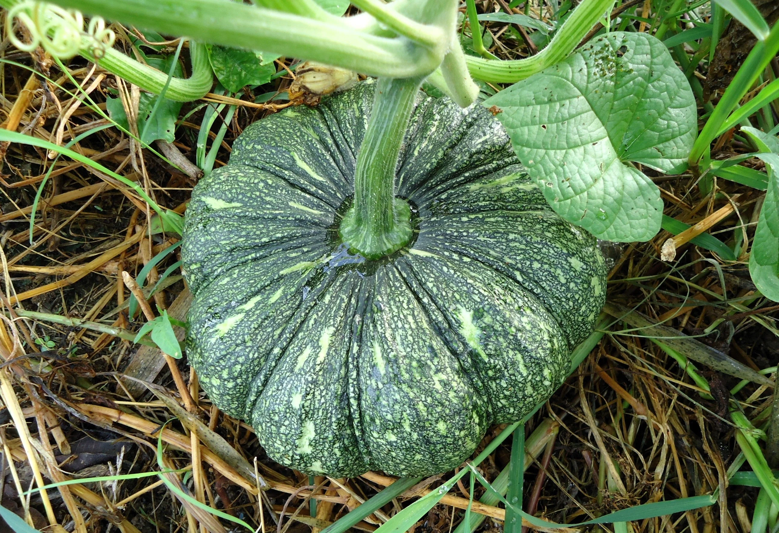 20 MINI MIX PUMPKIN Miniature Cucurbita Pepo White Green Orange Striped Vegetable Seeds - Image 15