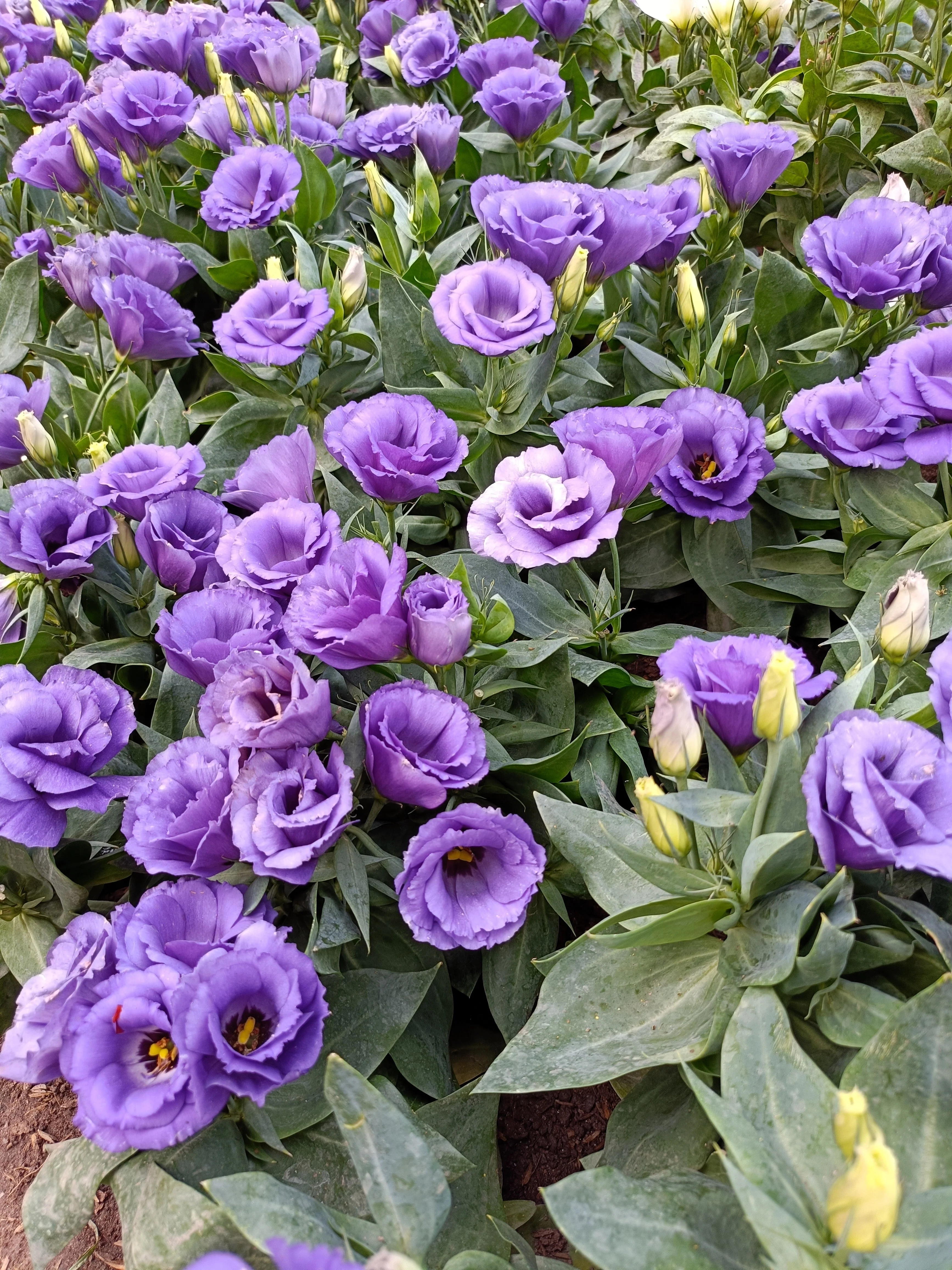 20 Mixed Colors LISIANTHUS Eustoma Grandiflorum Bluebell Gentian Flower Seeds - Image 10